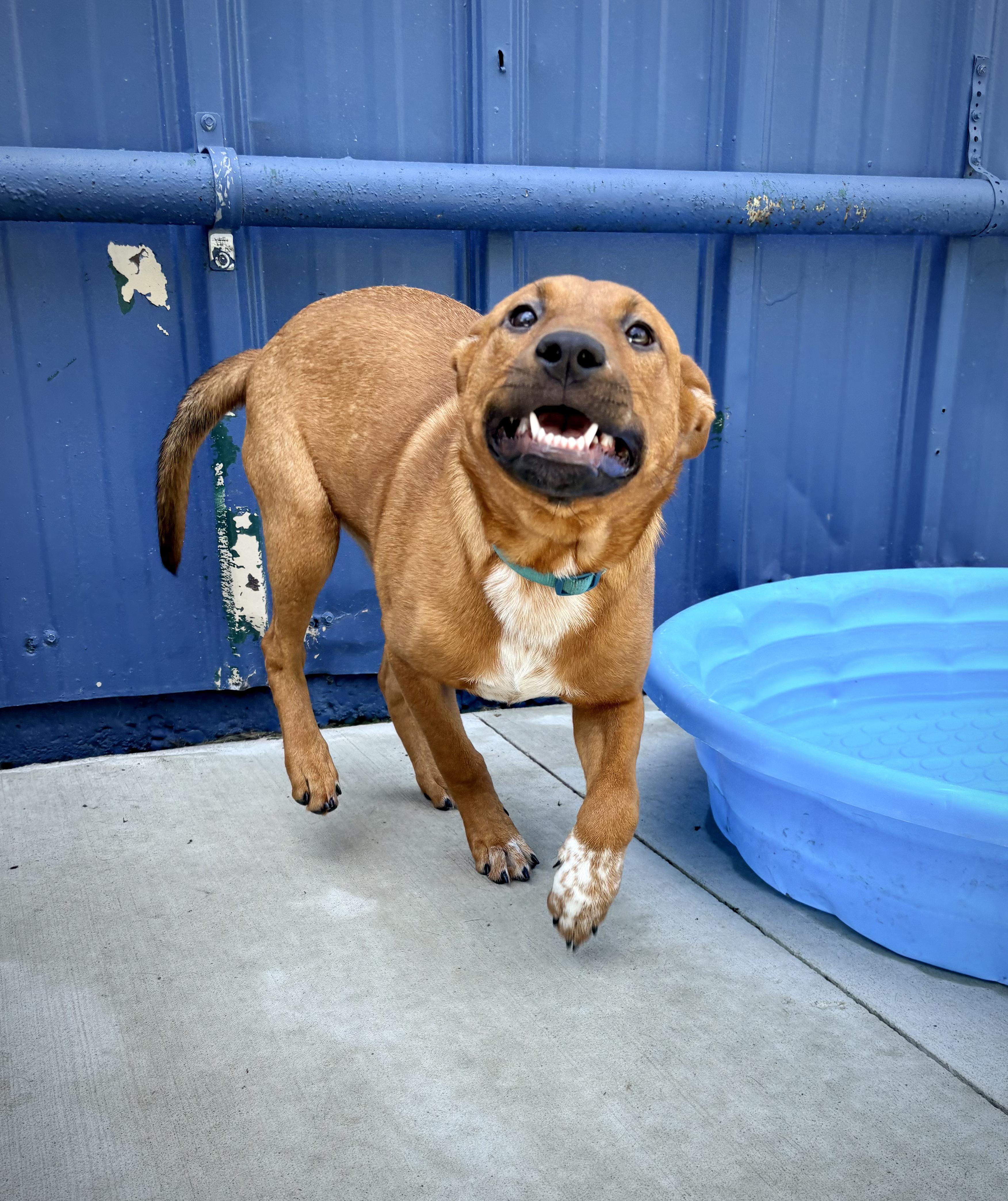 Edith Jr, a ADOPTABLE mixed breed in Kalamazoo, MI image 2/2