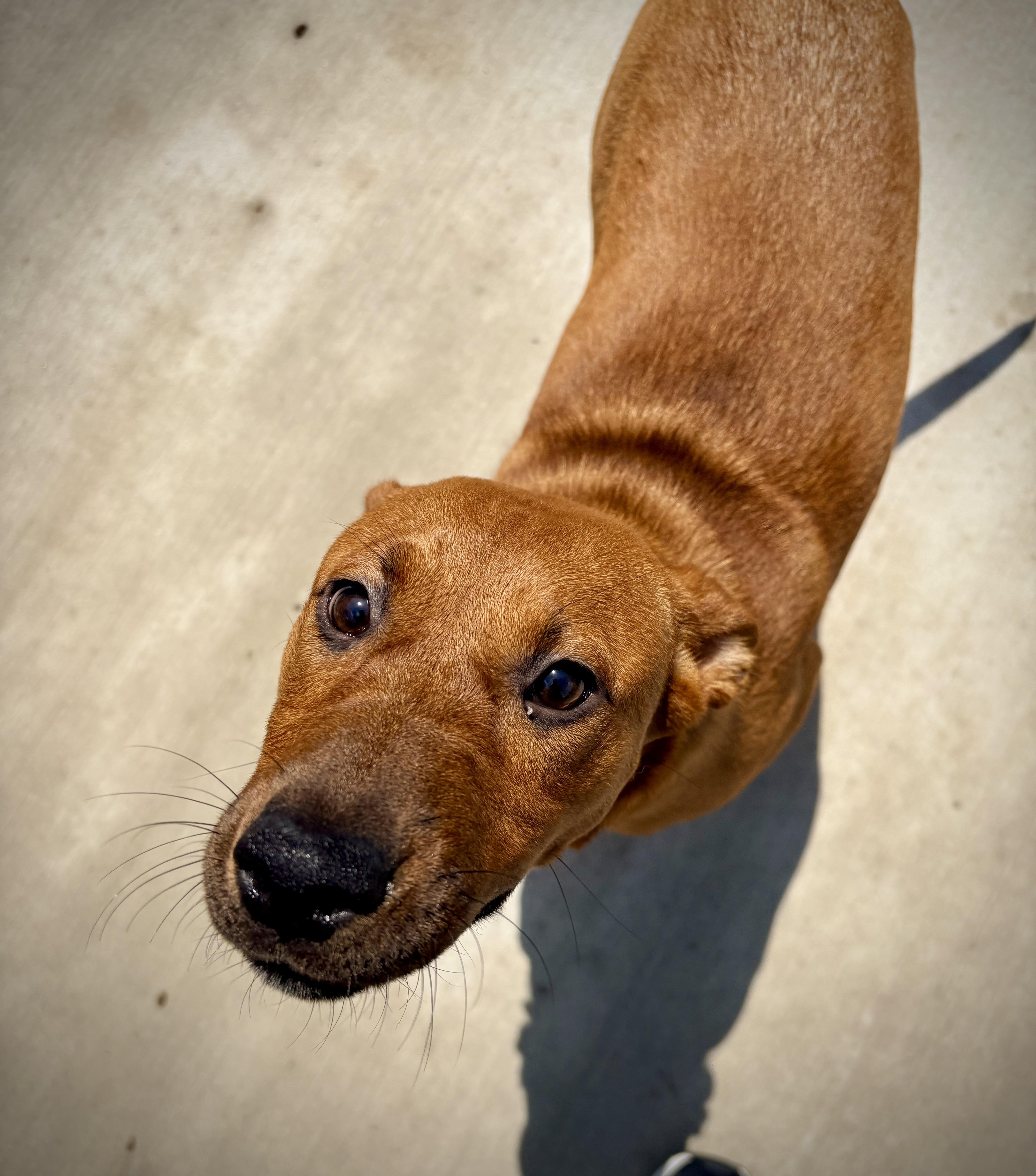 Edith Jr, ADOPTABLE, Puppy Female Australian Cattle Dog / Blue Heeler.