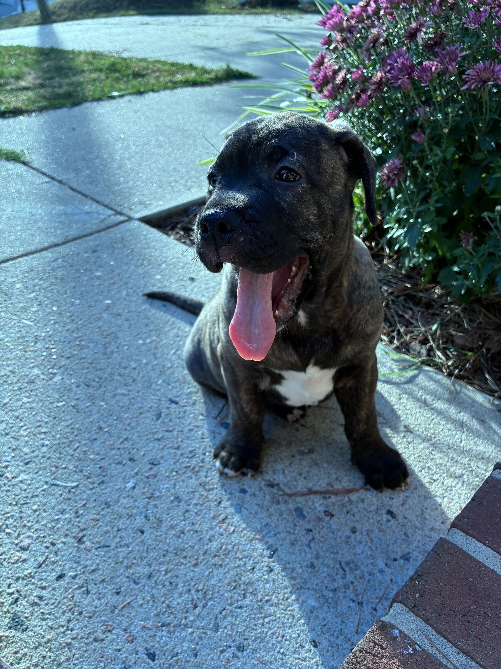 Laken, a Adopted mixed breed in Holly Springs, NC image 1/3