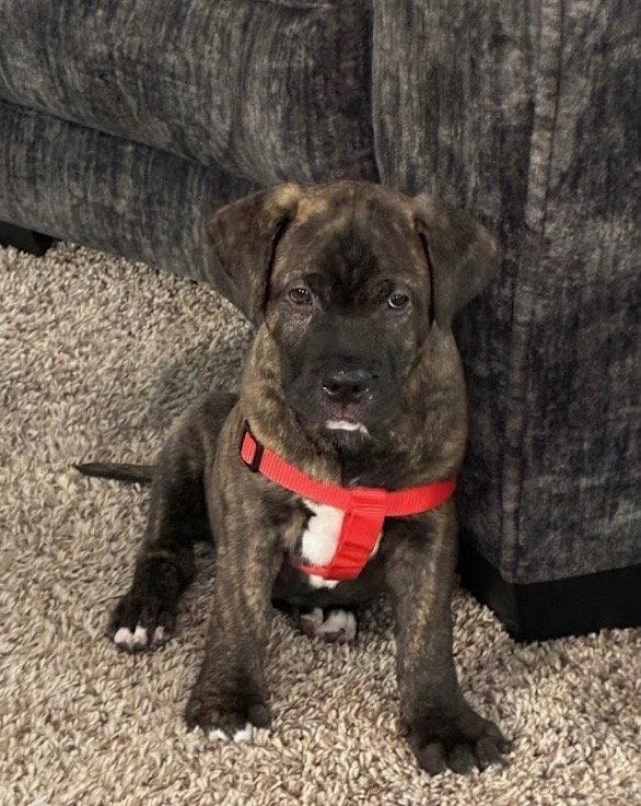 Laken, a Adopted mixed breed in Holly Springs, NC image 2/3