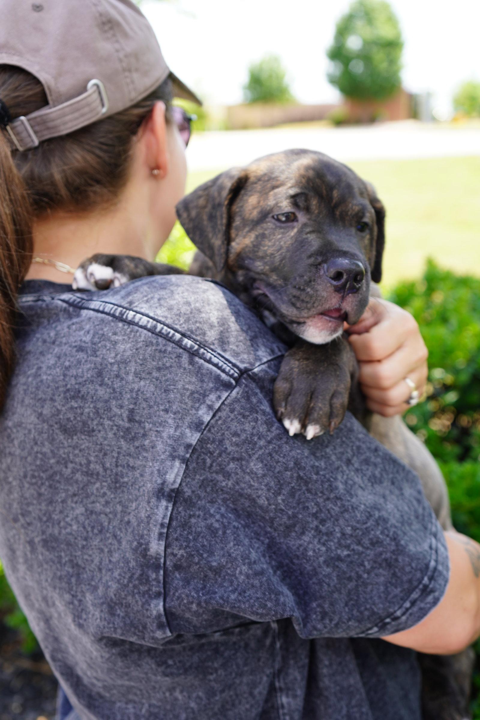 Laken, a Adopted mixed breed in Holly Springs, NC image 3/3
