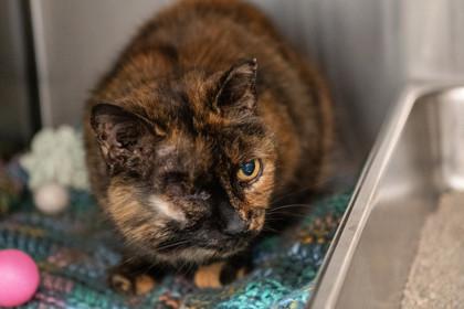 Mama Kitty — thumbnail 2