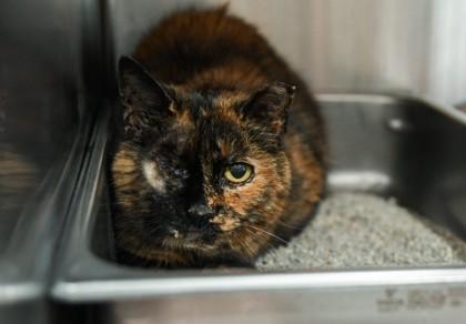 Mama Kitty — thumbnail 3