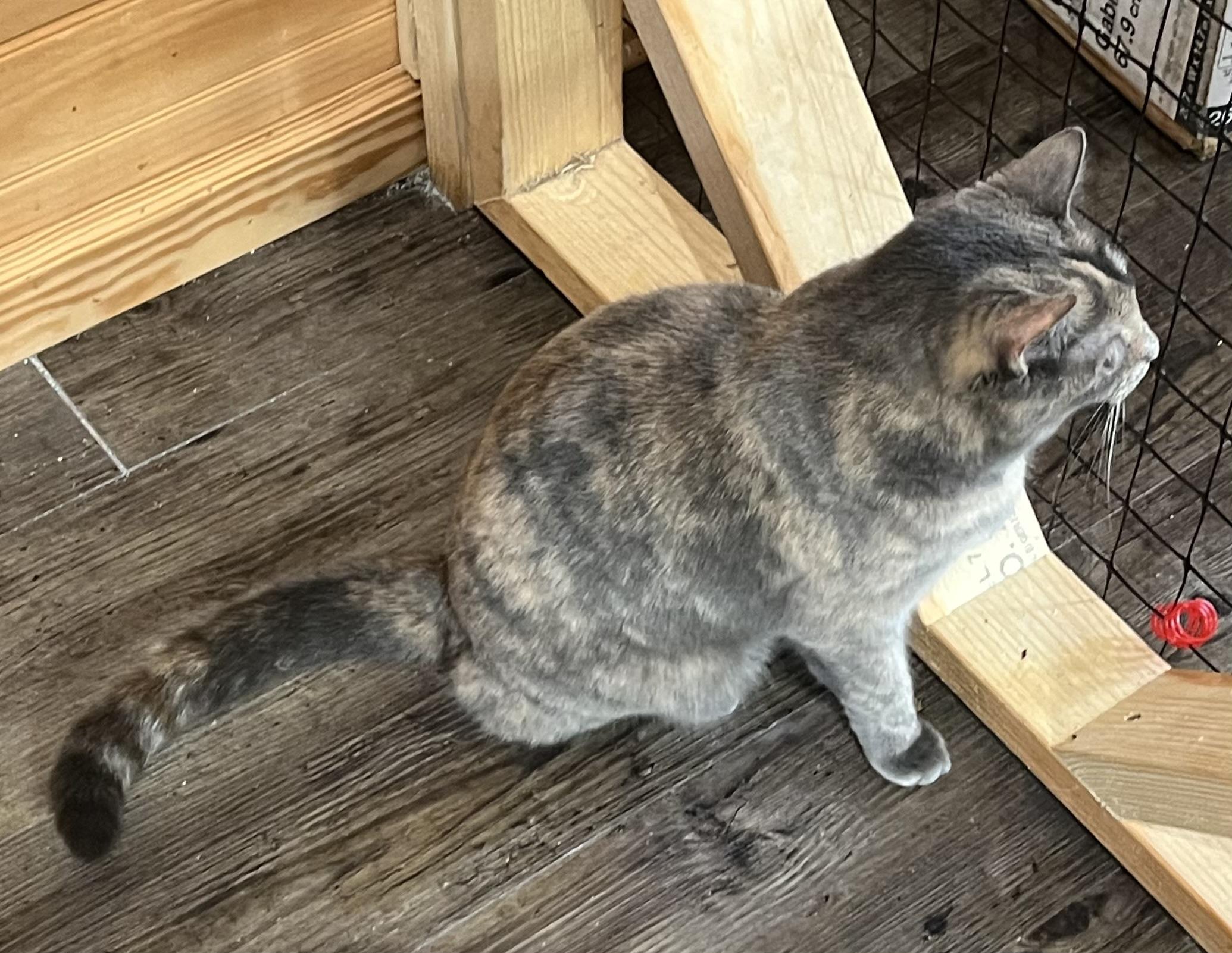 Ziggy, a Adoptable Domestic Medium Hair in Knoxville, GA image 4/5