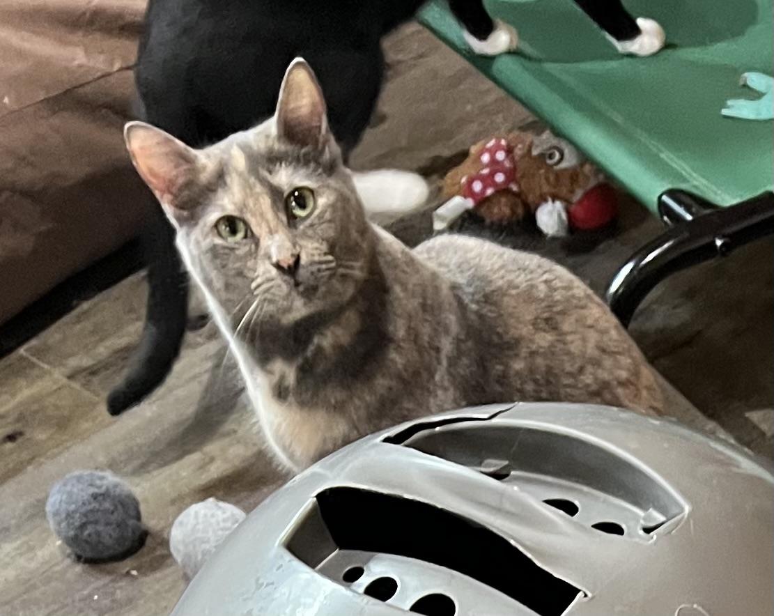 Ziggy, a Adoptable Domestic Medium Hair in Knoxville, GA image 2/5