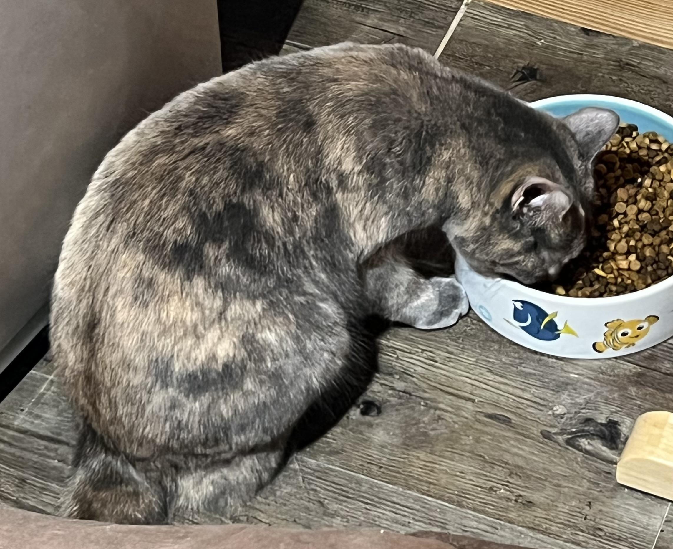 Ziggy, a Adoptable Domestic Medium Hair in Knoxville, GA image 3/5