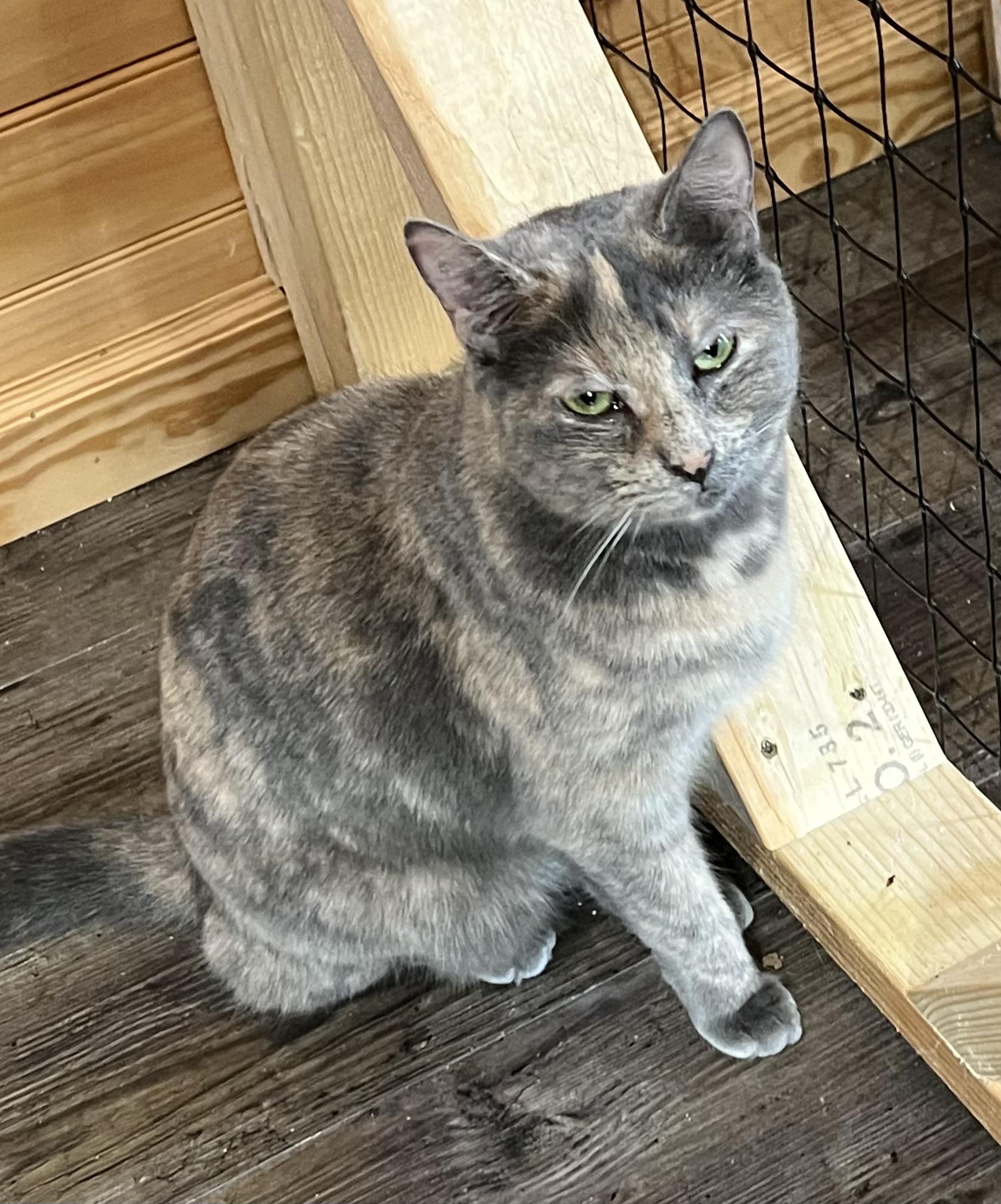 Ziggy, a Adoptable Domestic Medium Hair in Knoxville, GA image 5/5