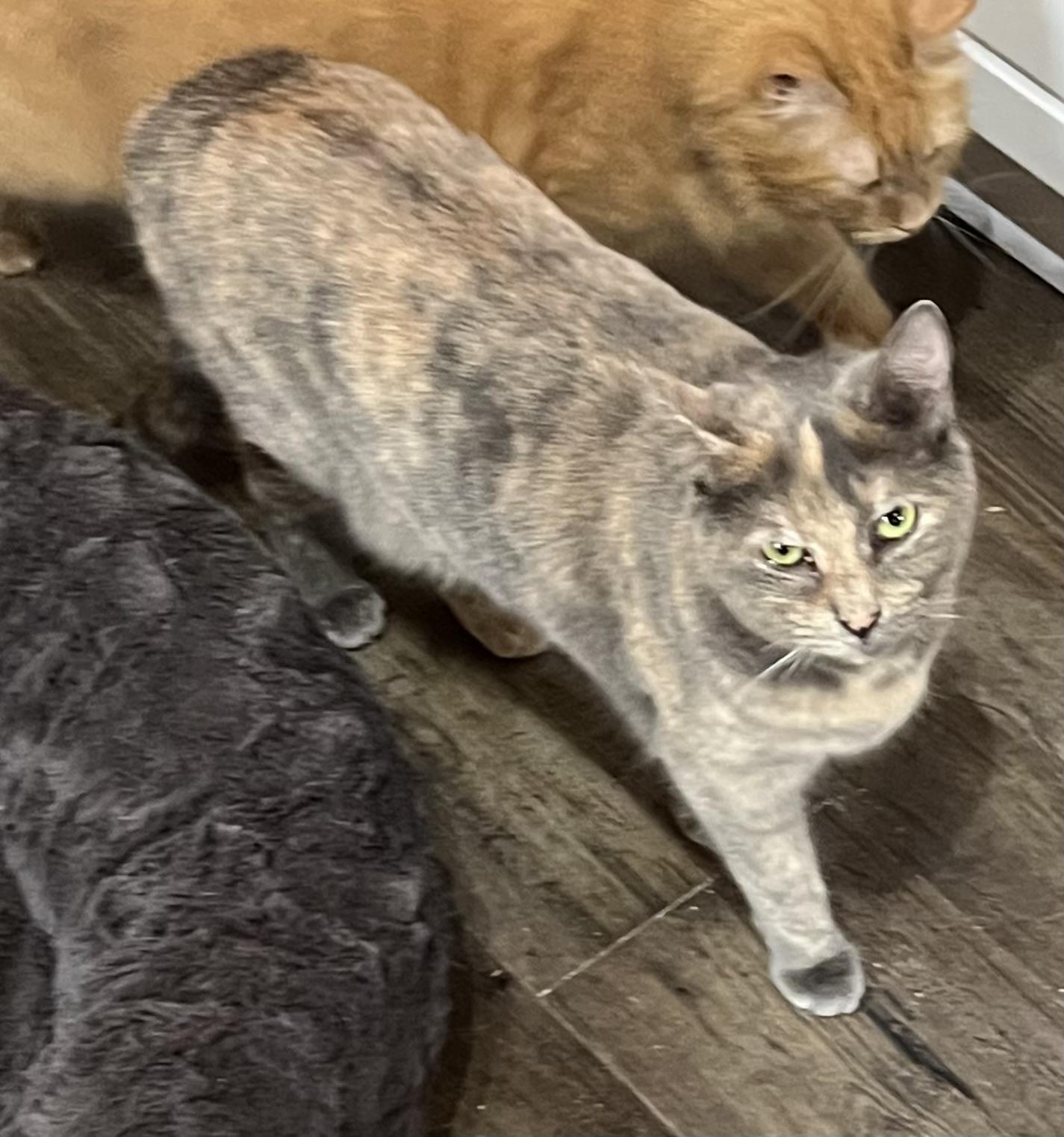 Ziggy, a Adoptable Domestic Medium Hair in Knoxville, GA image 1/5