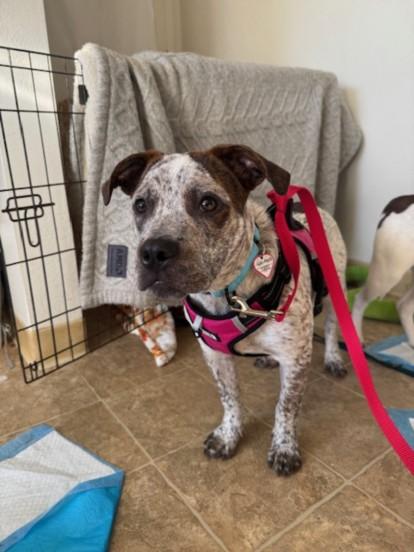 Enlarge SPEC, a Adoptable mixed breed in Santa Cruz, CA image 1/1