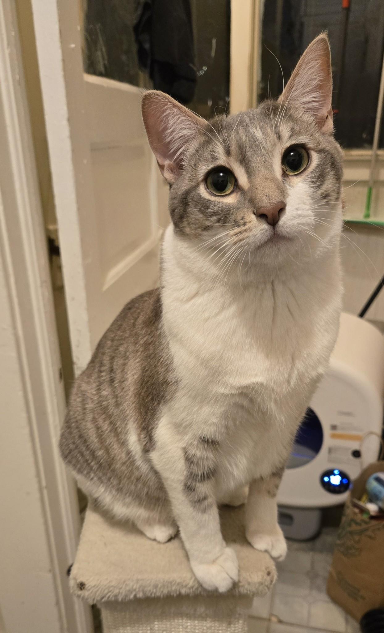 Ritz, a Adoptable Domestic Short Hair in Bell Gardens, CA image 1/3