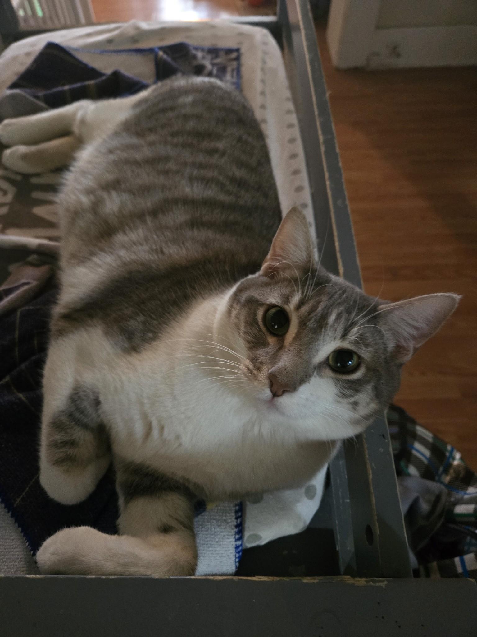 Ritz, a Adoptable Domestic Short Hair in Bell Gardens, CA image 3/3