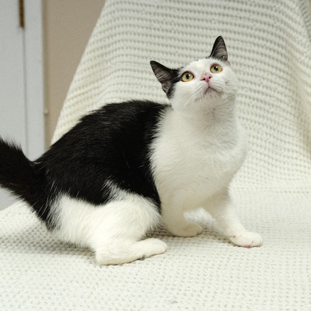 Enlarge Grove 4(Moon Pie)(Daphne), a Adoptable Domestic Short Hair in Mocksville, NC image 1/3