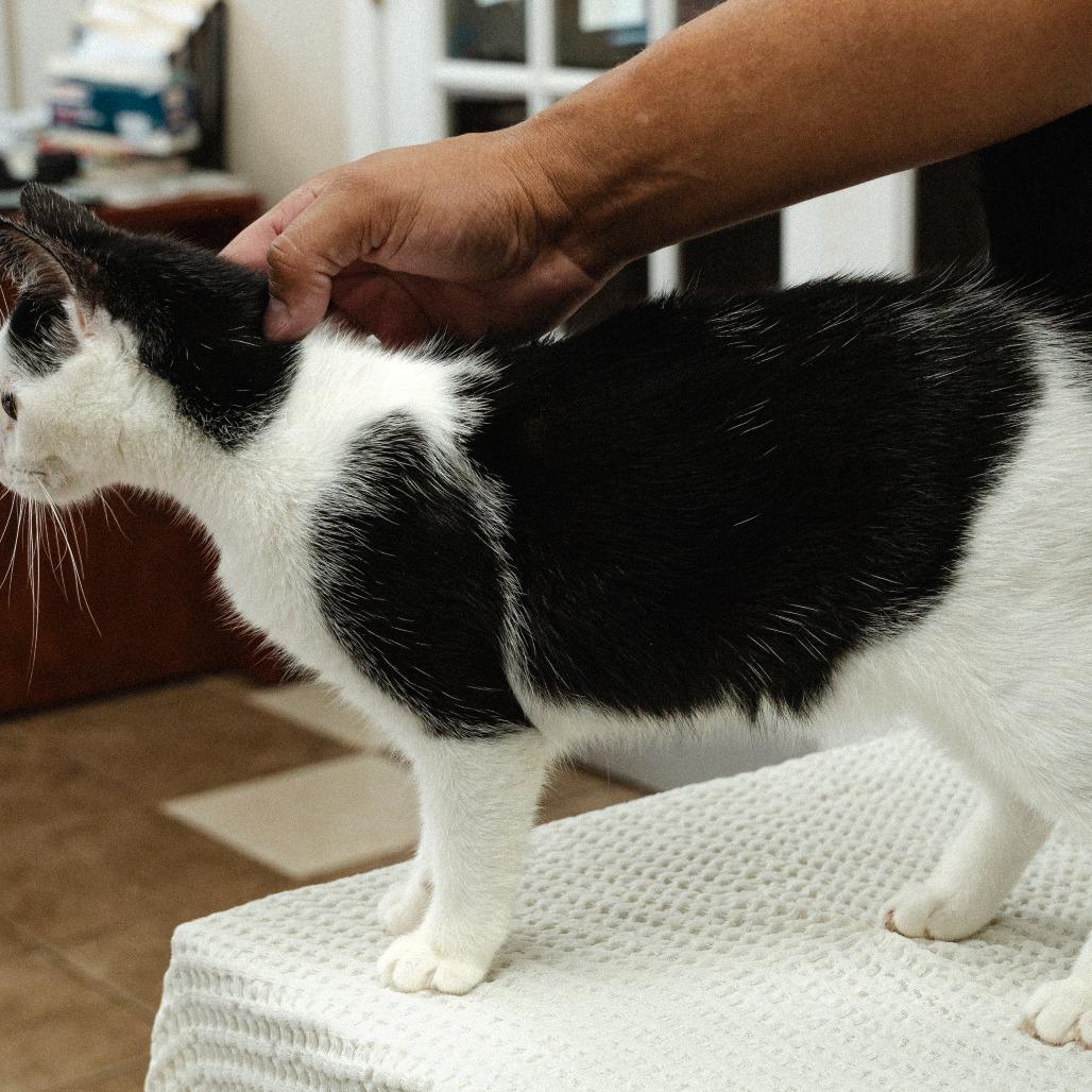 Enlarge Grove 4(Moon Pie)(Daphne), a Adoptable Domestic Short Hair in Mocksville, NC image 2/3