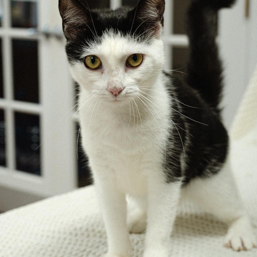 Enlarge Grove 4(Moon Pie)(Daphne), a Adoptable Domestic Short Hair in Mocksville, NC image 3/3