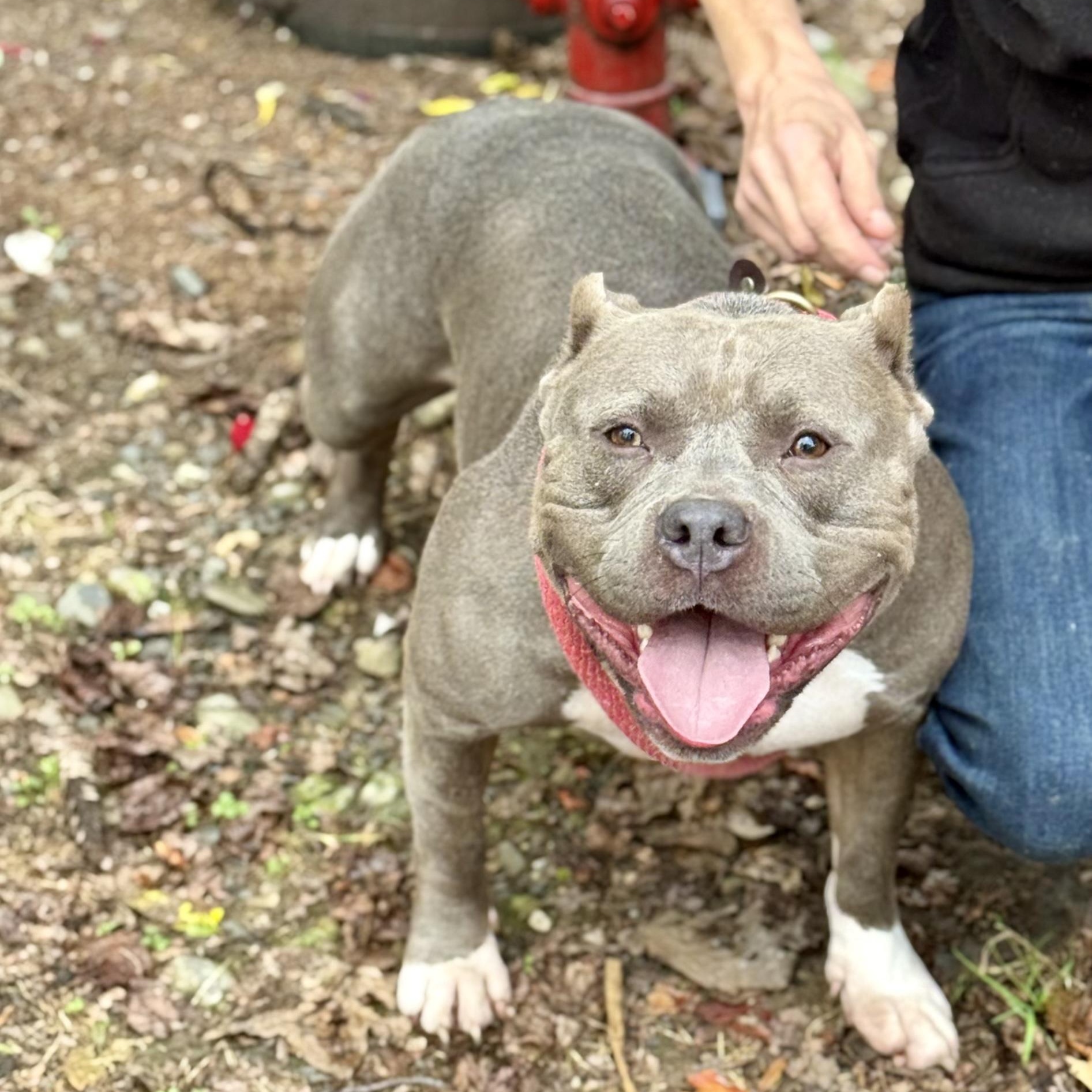 Enlarge Aurora, a ADOPTABLE mixed breed in Warren, NJ image 1/6