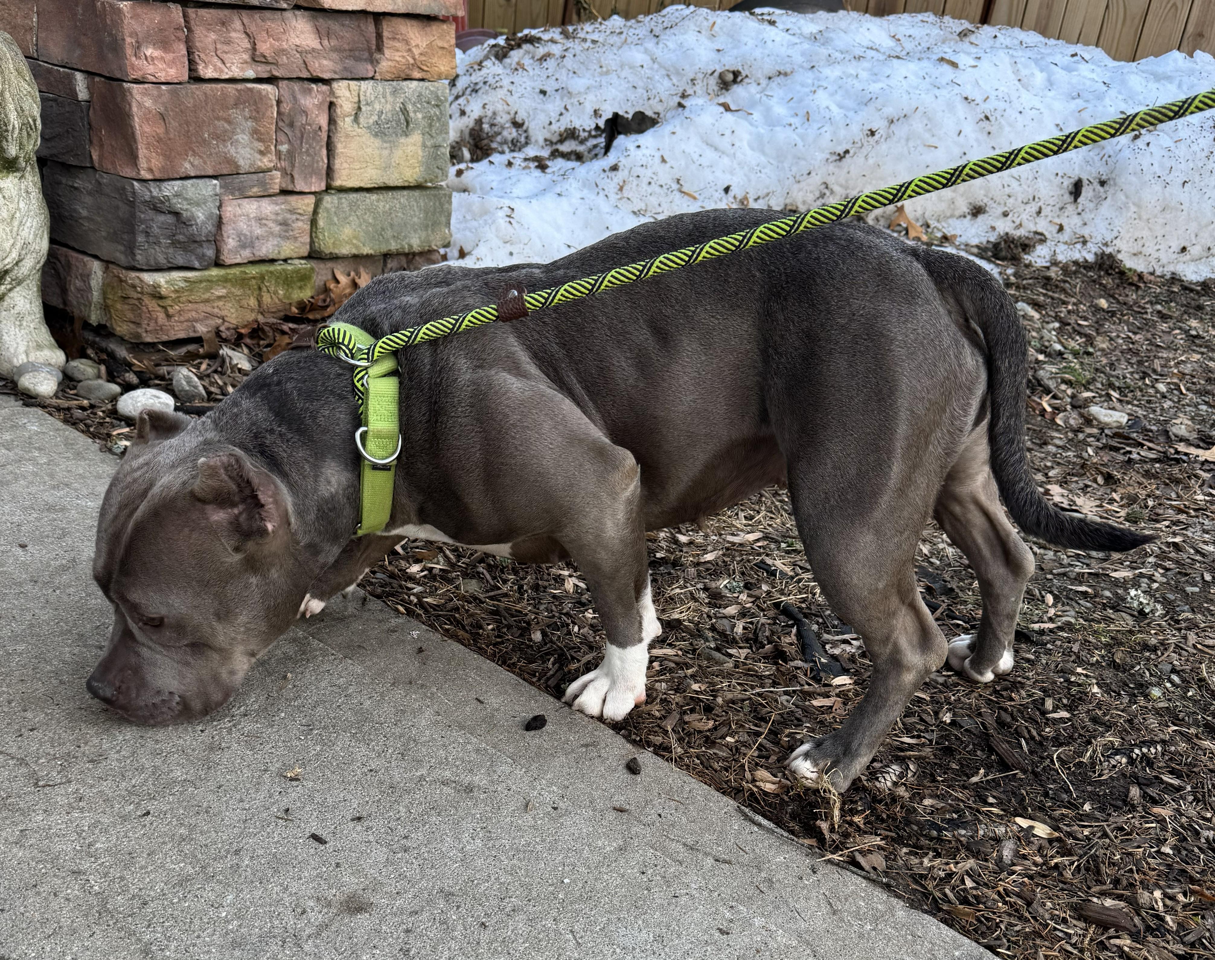 Enlarge Aurora, a ADOPTABLE mixed breed in Warren, NJ image 2/6