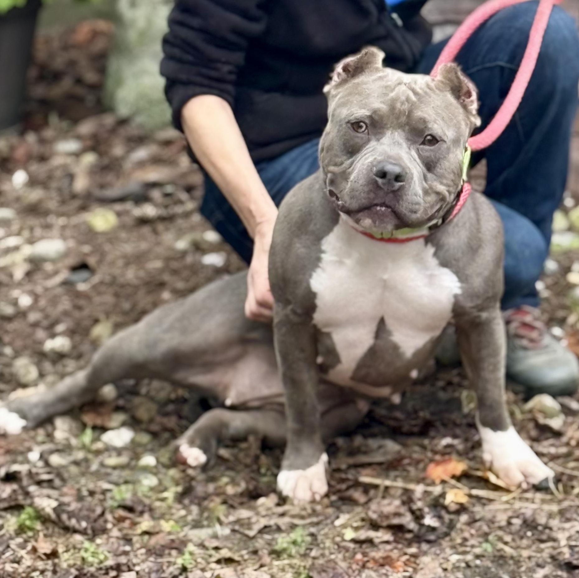 Enlarge Aurora, a ADOPTABLE mixed breed in Warren, NJ image 3/6
