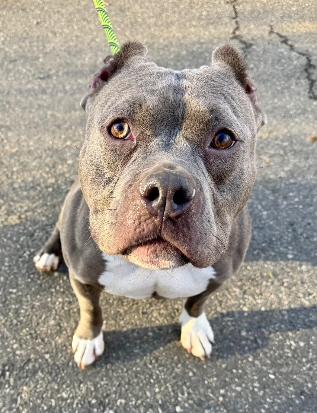 Aurora, ADOPTABLE, Young Female Bulldog & Terrier.