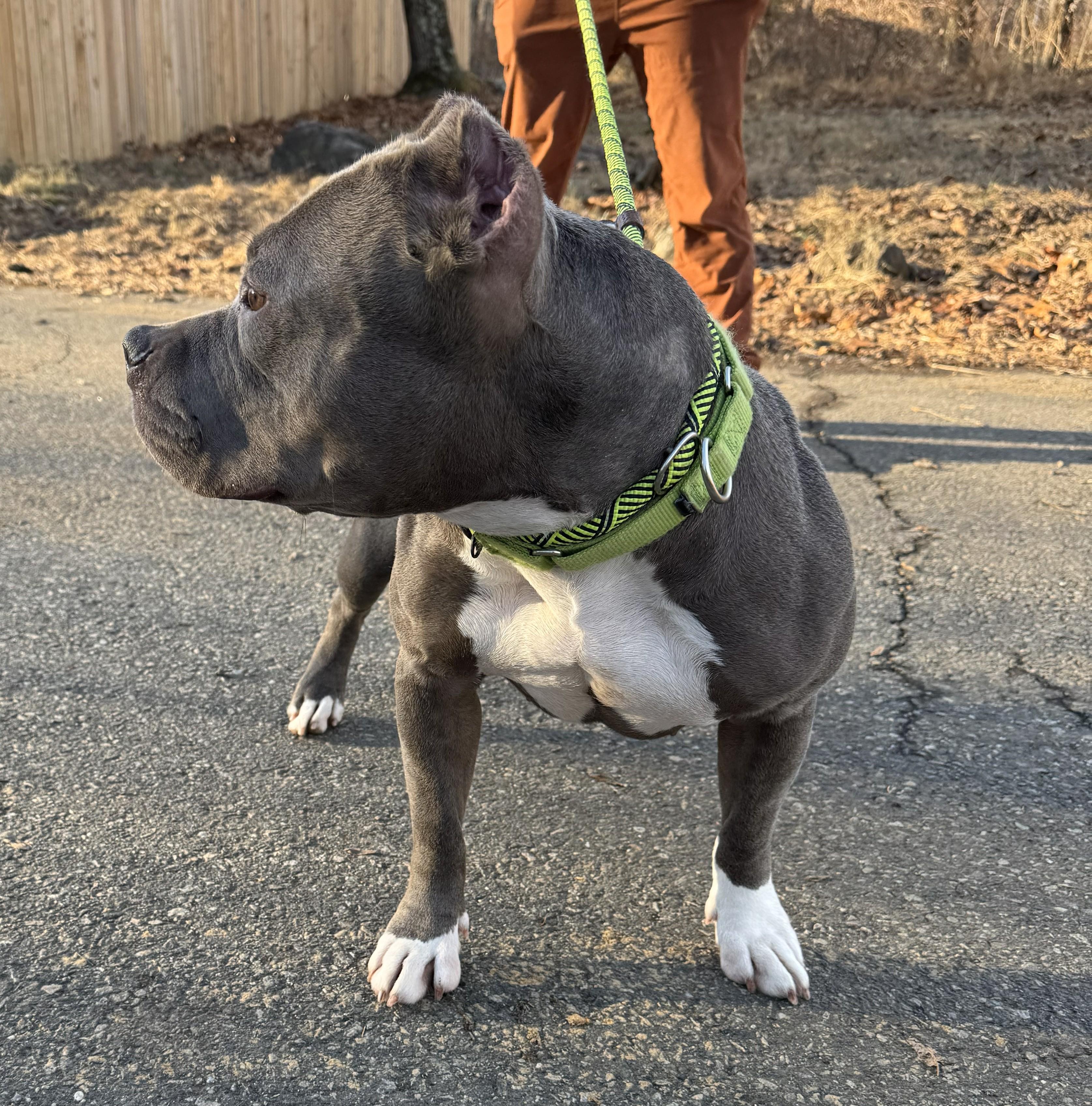 Enlarge Aurora, a ADOPTABLE mixed breed in Warren, NJ image 5/6