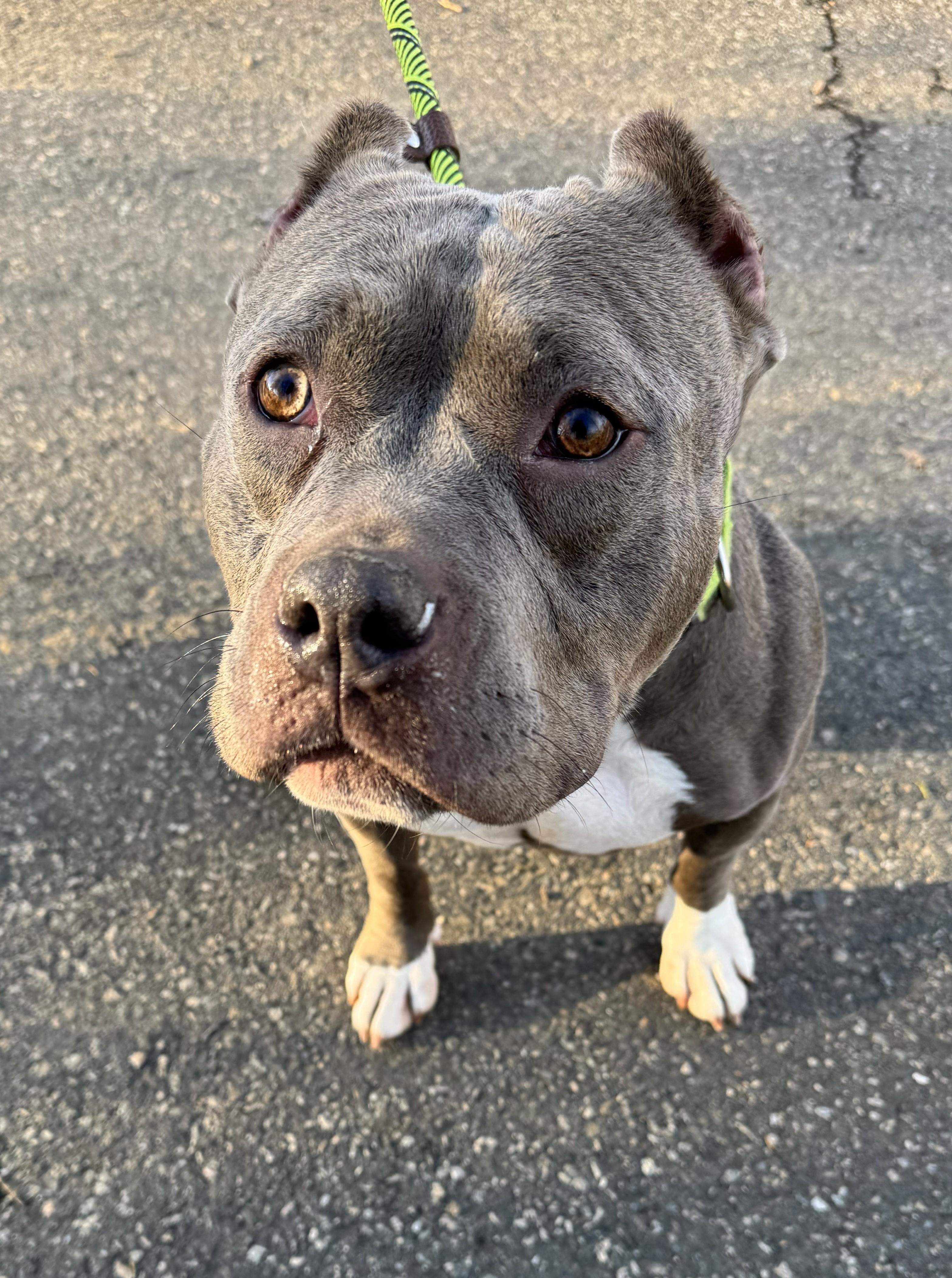 Enlarge Aurora, a ADOPTABLE mixed breed in Warren, NJ image 4/6