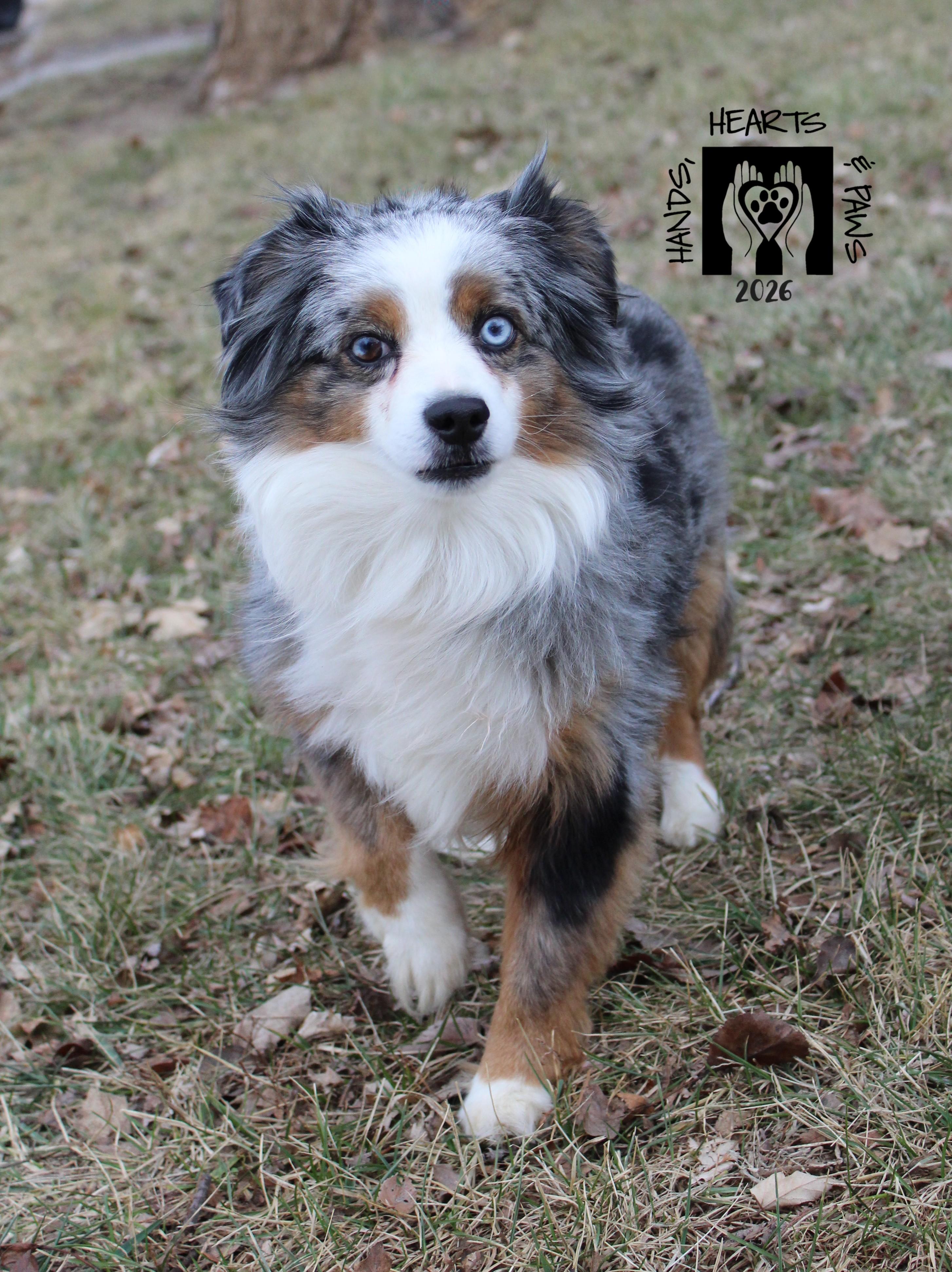 Perseus, Adoptable, Adult Male Australian Shepherd.