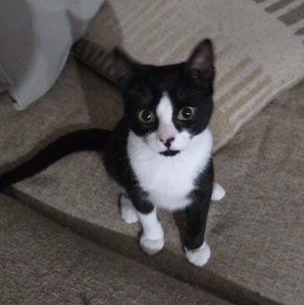 Tiger, Baby Yoda & Wild Thing - KITTENS, a ADOPTABLE Domestic Short Hair in Braintree, MA image 2/3
