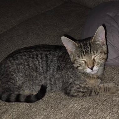 Tiger, Baby Yoda & Wild Thing - KITTENS, a ADOPTABLE Domestic Short Hair in Braintree, MA image 3/3