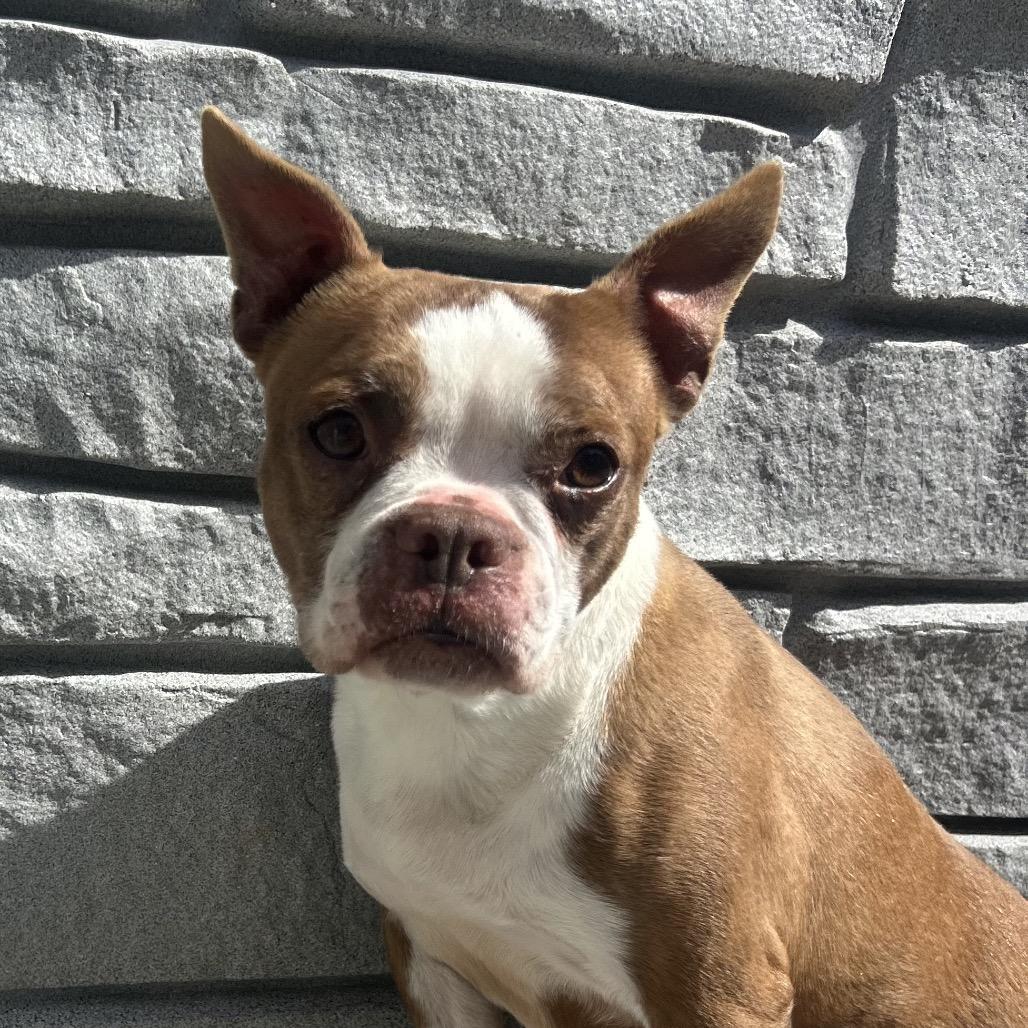 Berkley, Adoptable, Senior Female Boston Terrier.