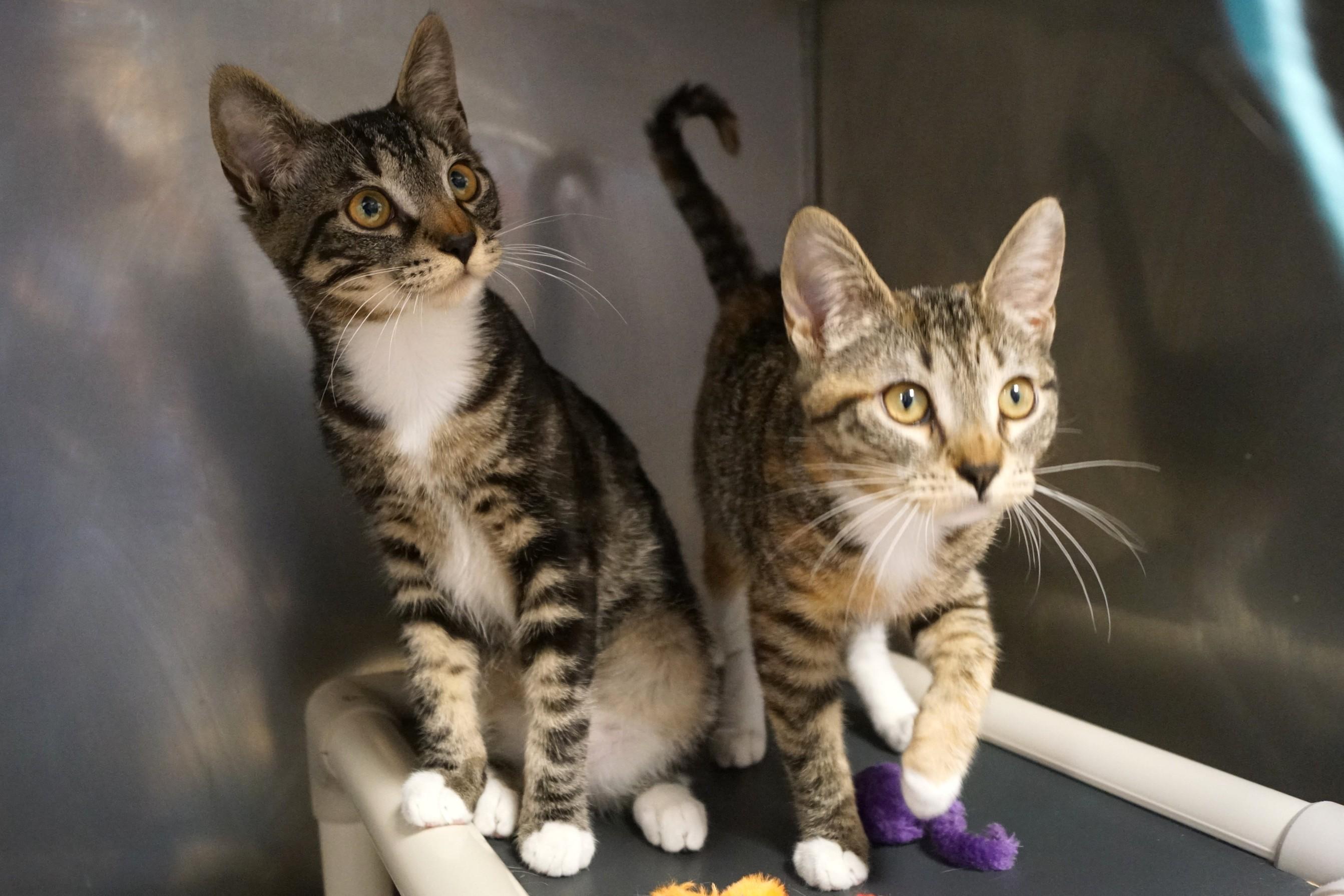 Enlarge Molasses , an adopted Torbie in New Milford, CT image 5/6