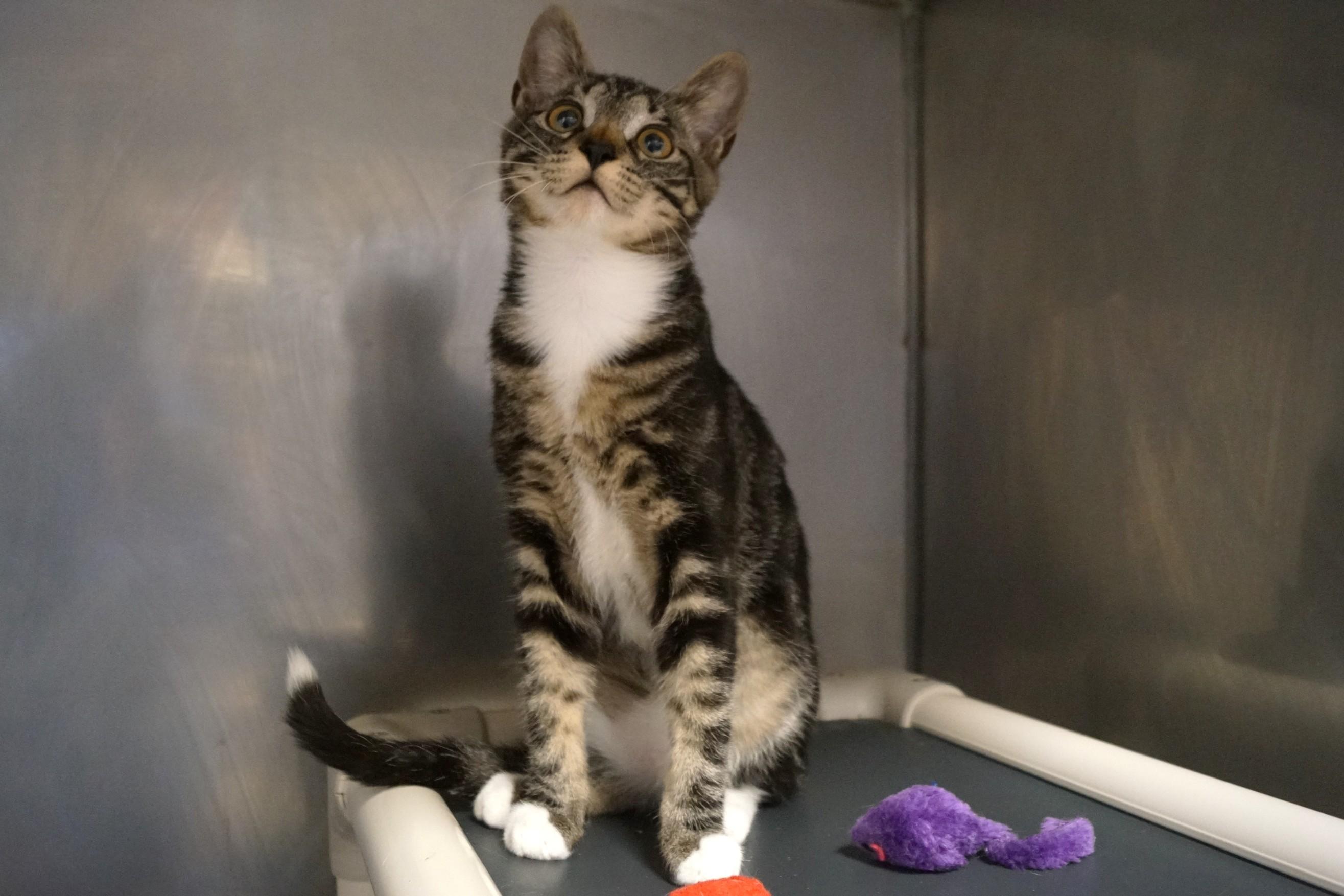 Enlarge Molasses , an adopted Torbie in New Milford, CT image 3/6