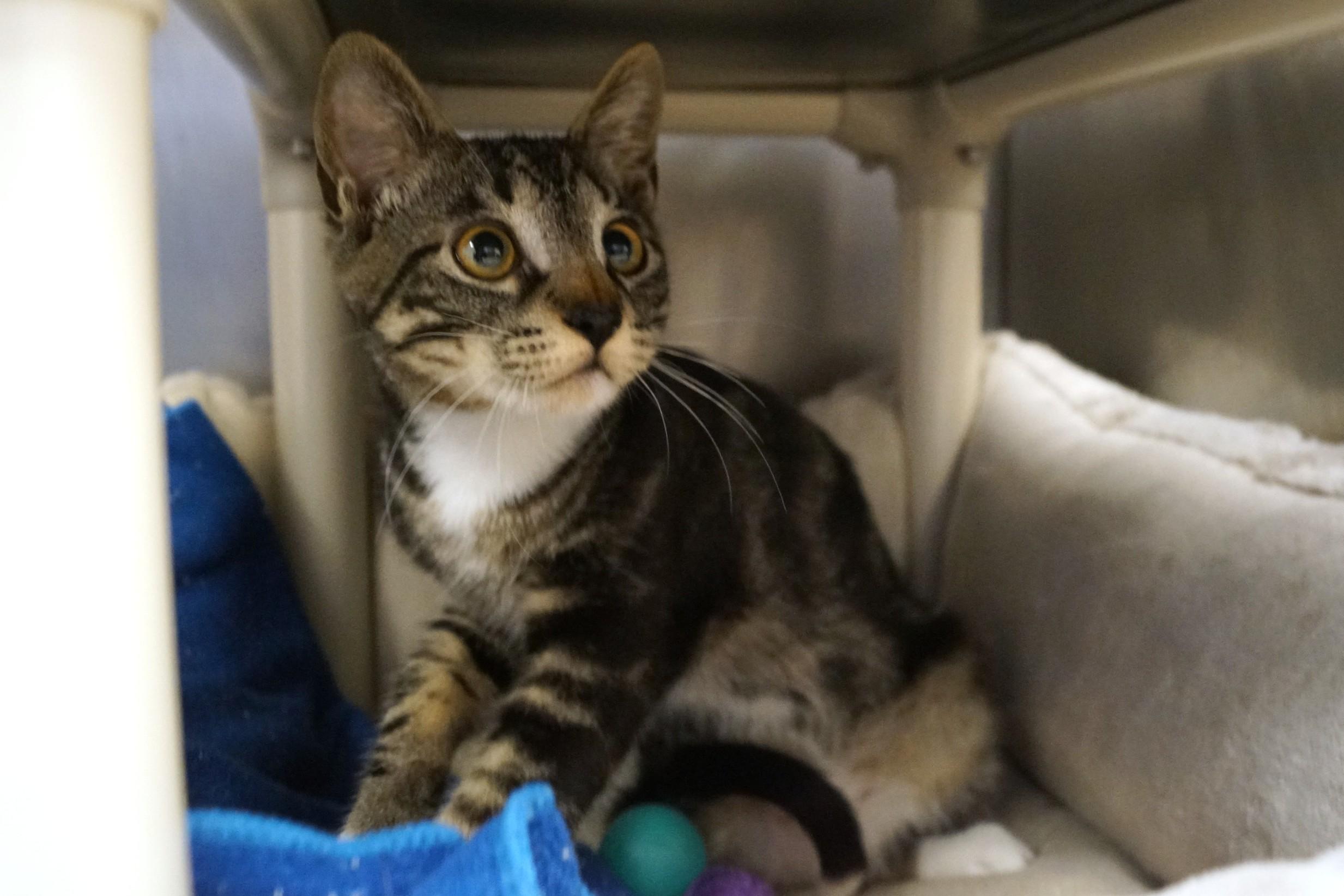 Molasses , adopted, Young Male Torbie.