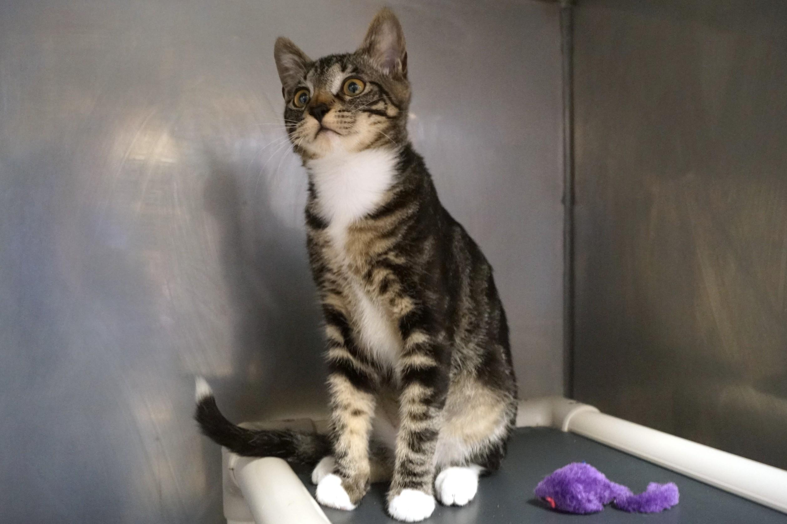 Enlarge Molasses , an adopted Torbie in New Milford, CT image 2/6