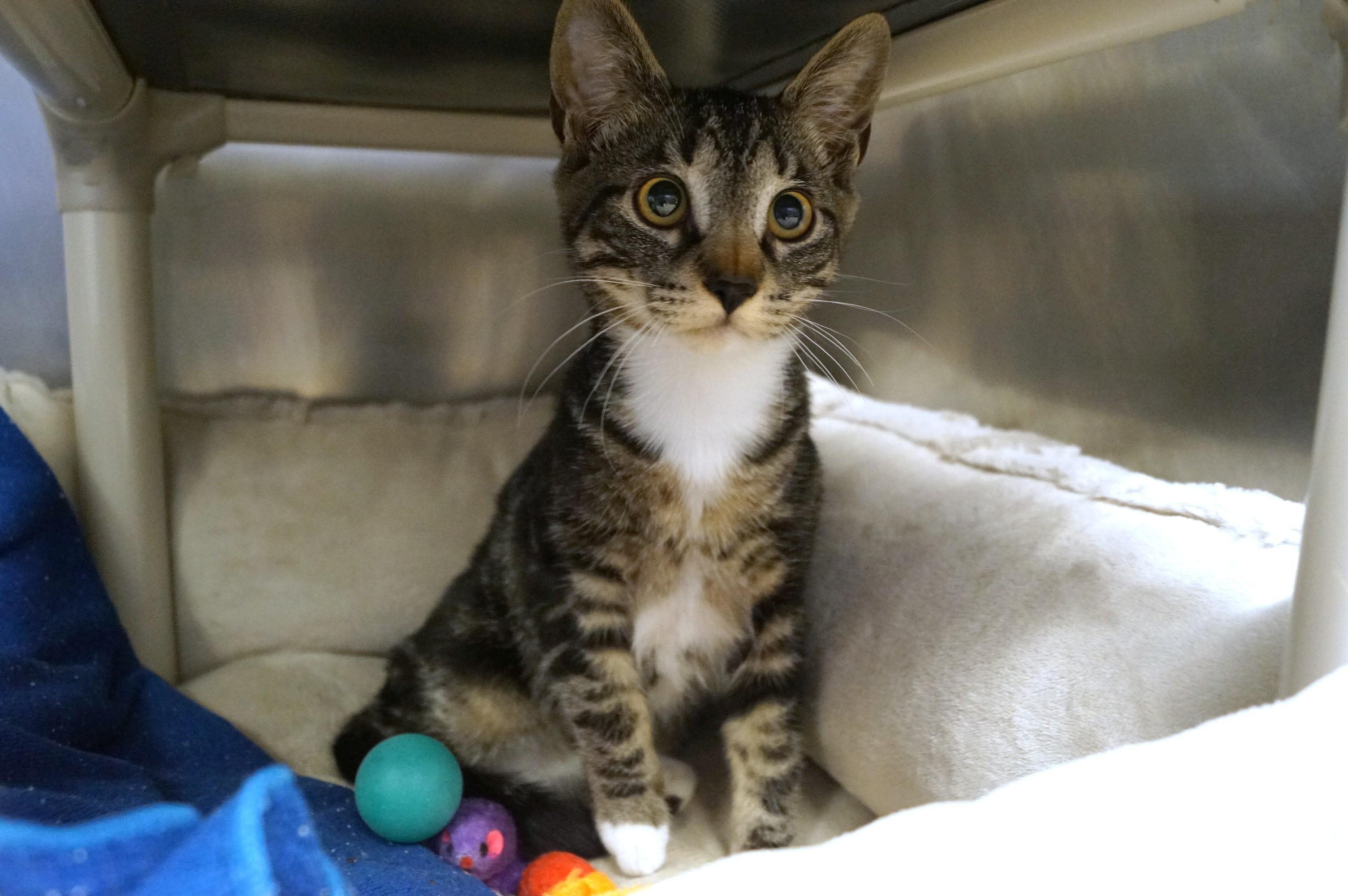 Enlarge Molasses , an adopted Torbie in New Milford, CT image 6/6