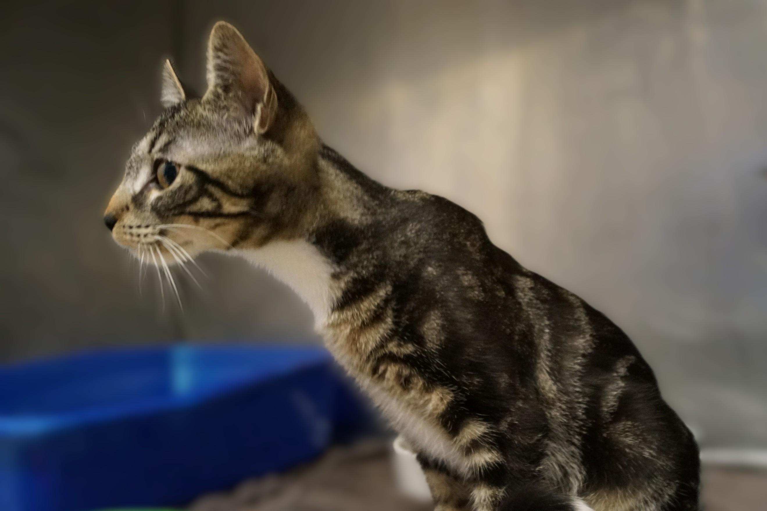 Enlarge Molasses , an adopted Torbie in New Milford, CT image 4/6
