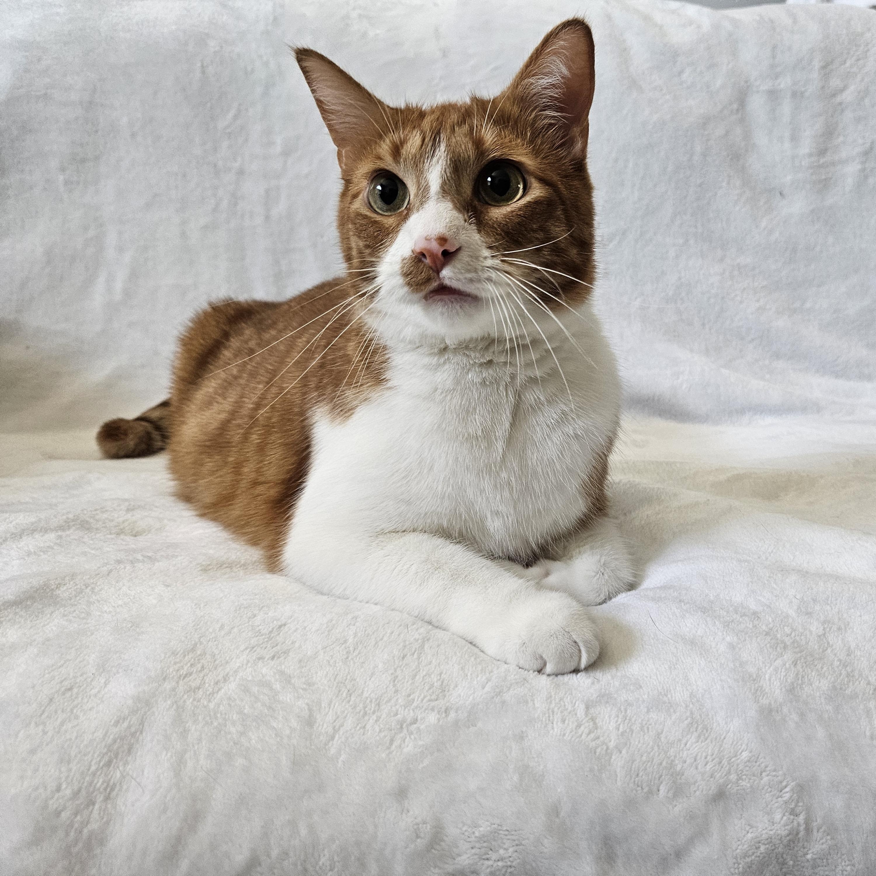 Enlarge Apricot (and Banana), a Adoptable mixed breed in Phoenix, AZ image 6/6