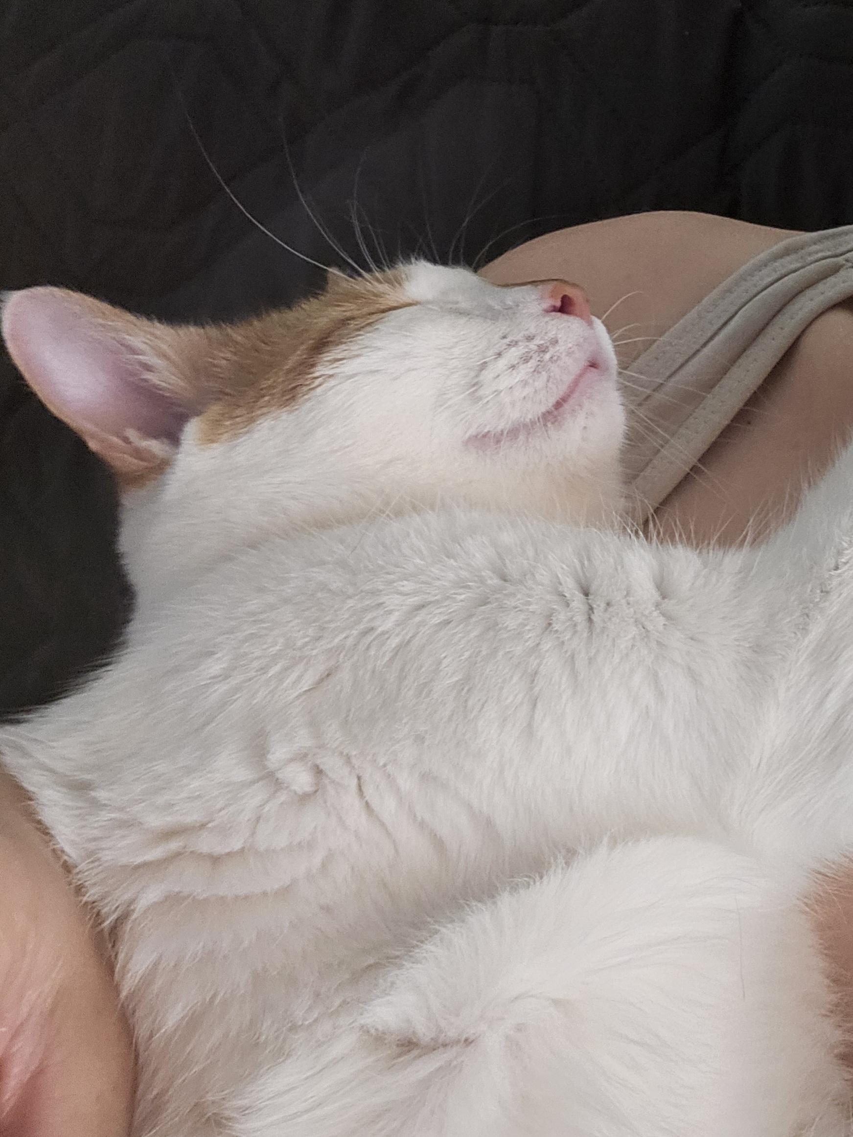 Enlarge Apricot (and Banana), a Adoptable mixed breed in Phoenix, AZ image 4/6