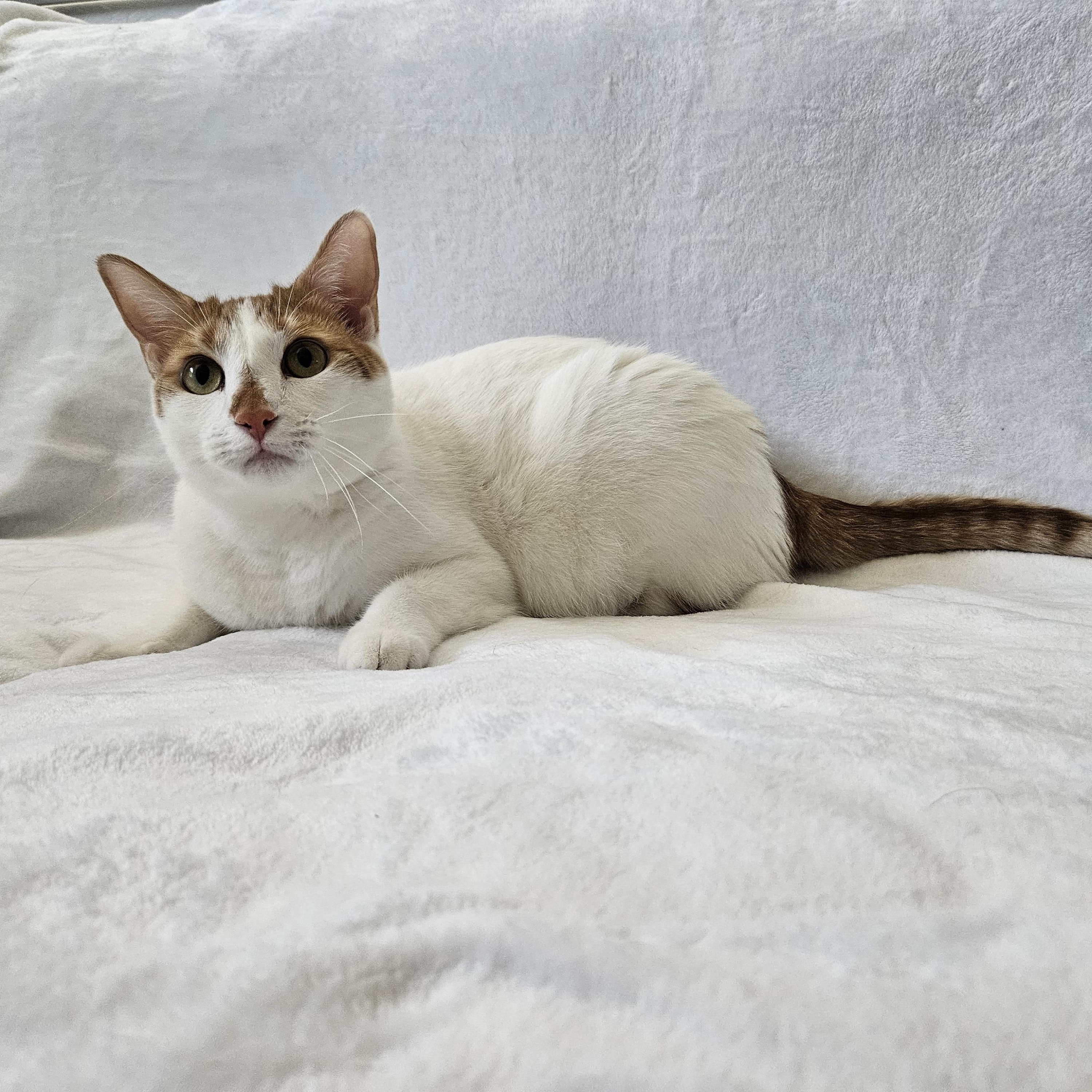 Enlarge Apricot (and Banana), a Adoptable mixed breed in Phoenix, AZ image 1/6