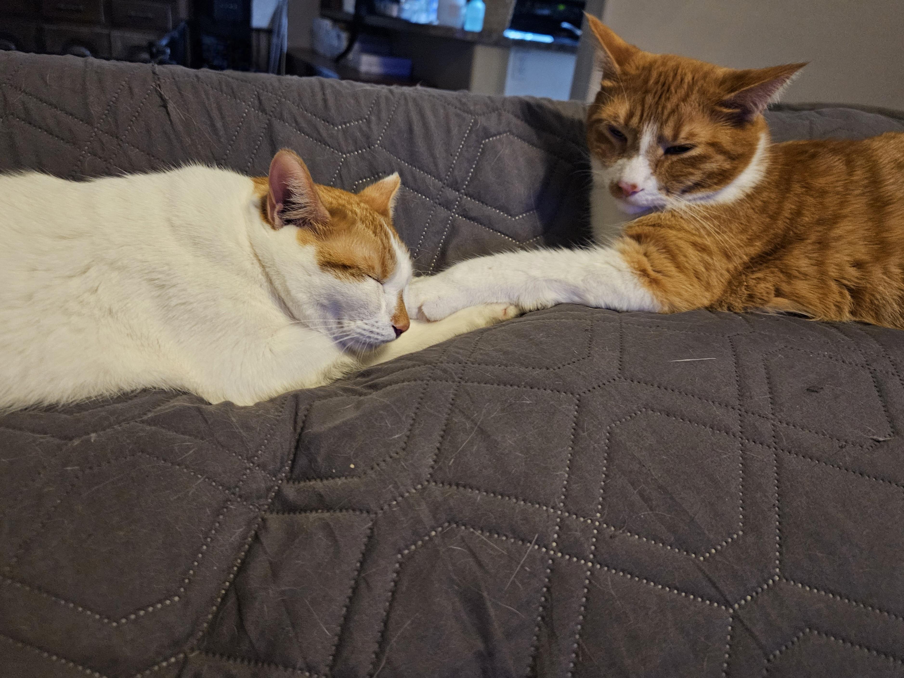 Enlarge Apricot (and Banana), a Adoptable mixed breed in Phoenix, AZ image 2/6