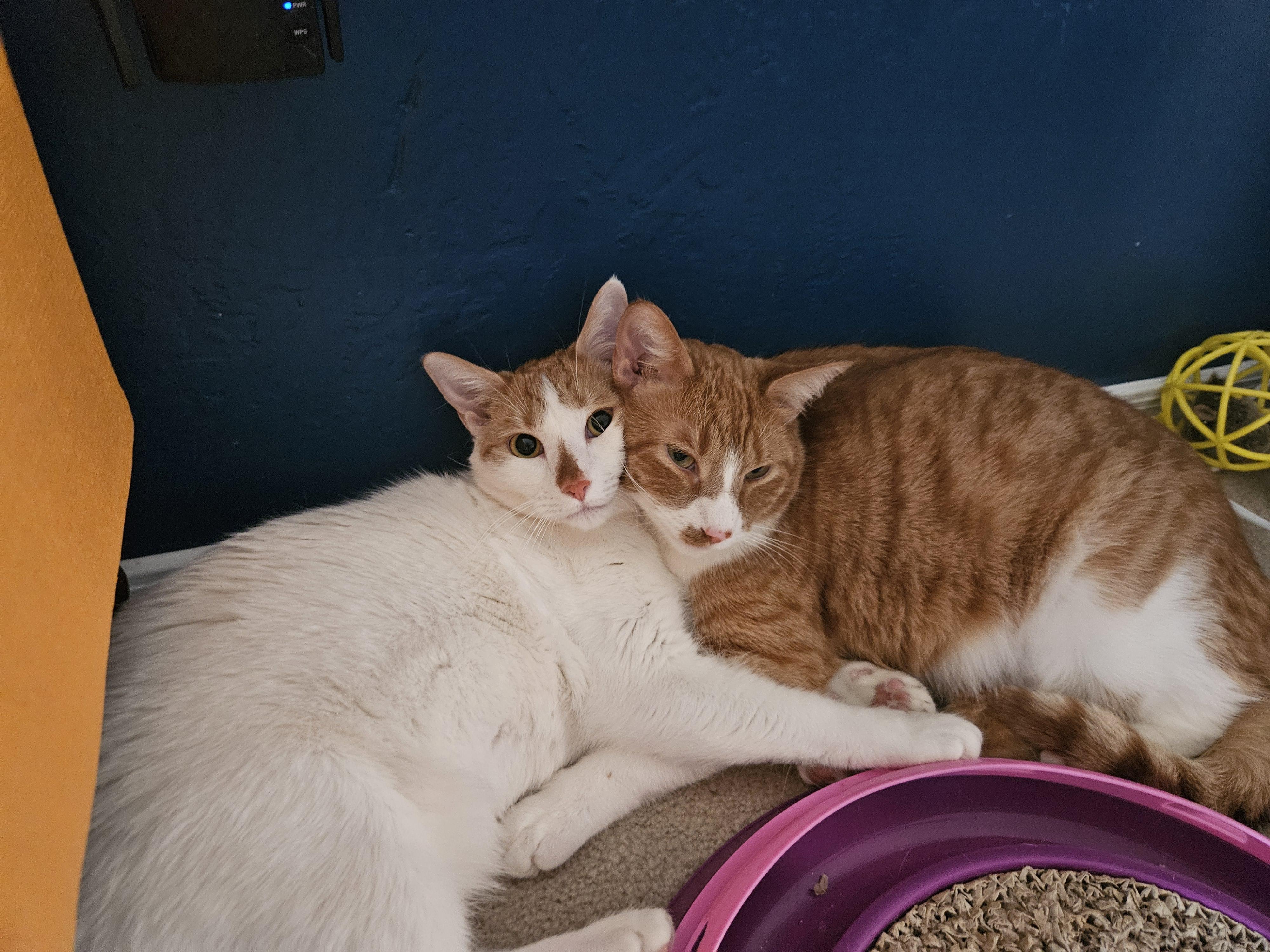 Enlarge Apricot (and Banana), a Adoptable mixed breed in Phoenix, AZ image 5/6