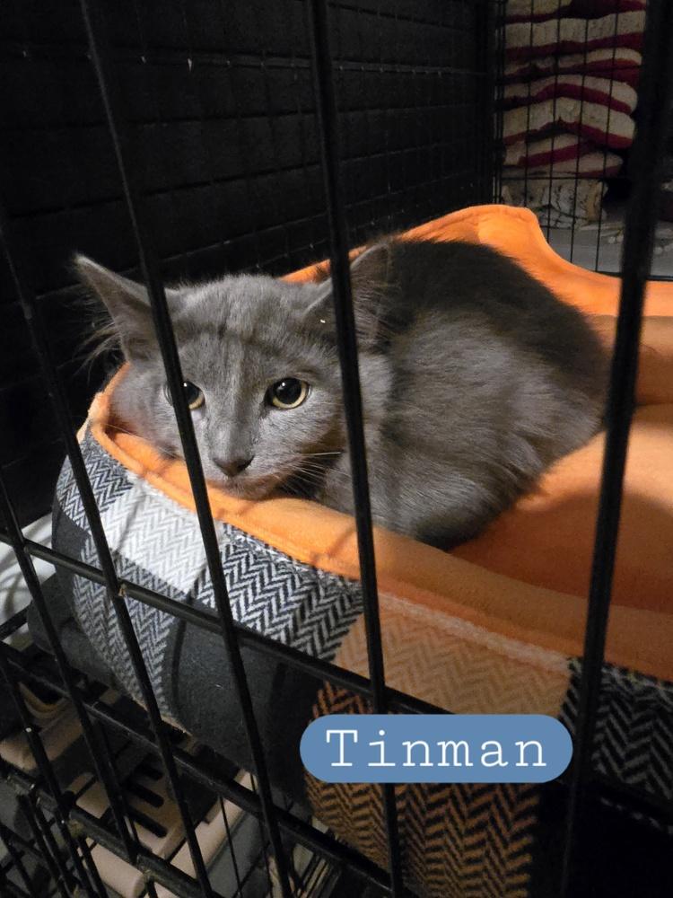 Tinman K 442, Adoptable, Kitten Male Domestic Medium Hair.