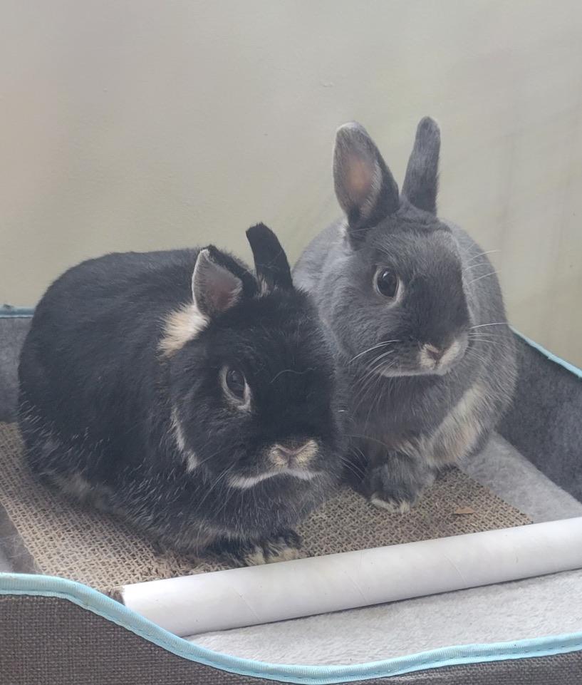 Enlarge *Shera and Keeva, a Adoptable Netherland Dwarf in Waynesboro, VA image 1/2