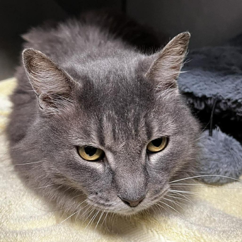 Enlarge MawMaw, a Adoptable Domestic Medium Hair in Edwardsville, IL image 2/2