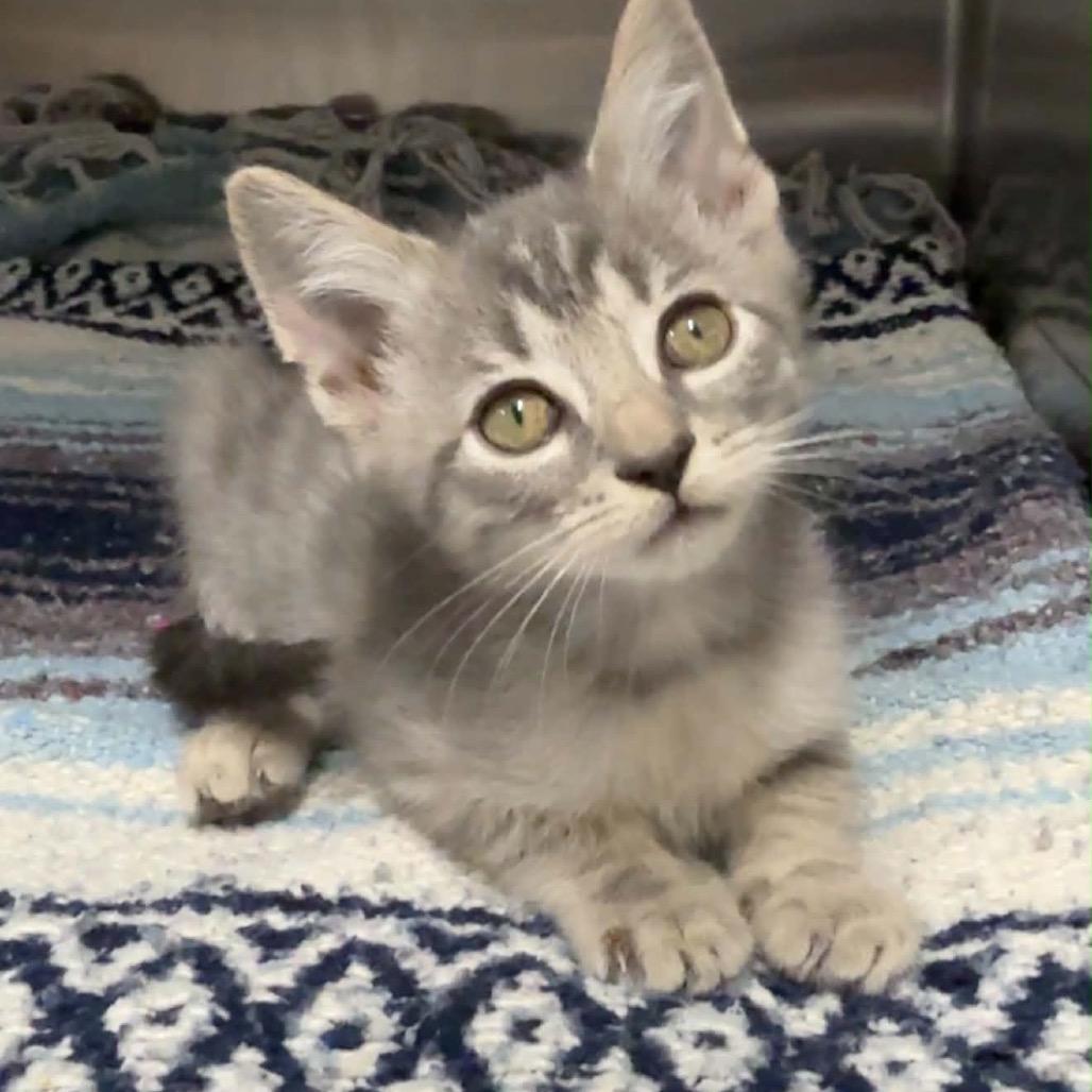 Enlarge Sailor, a Adoptable Domestic Short Hair in Walnut Cove, NC image 1/2