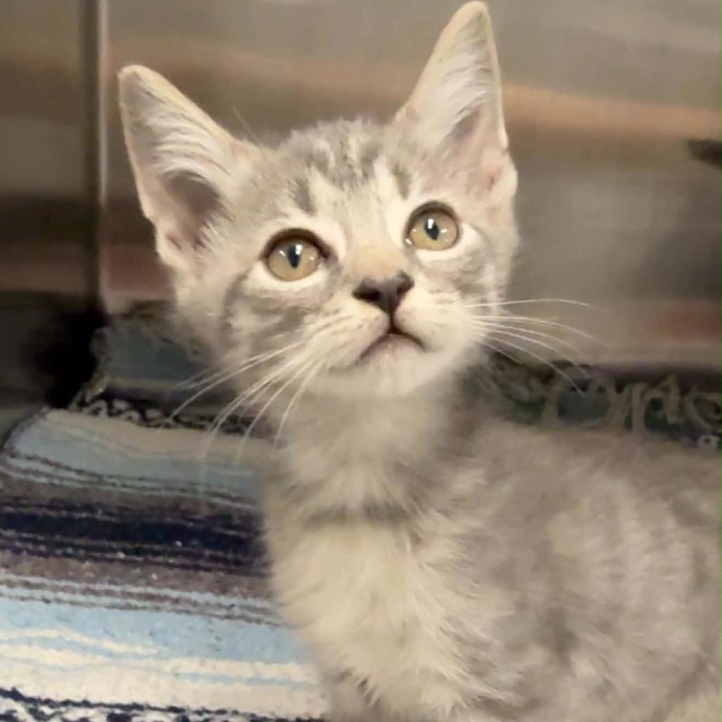 Enlarge Sailor, a Adoptable Domestic Short Hair in Walnut Cove, NC image 2/2
