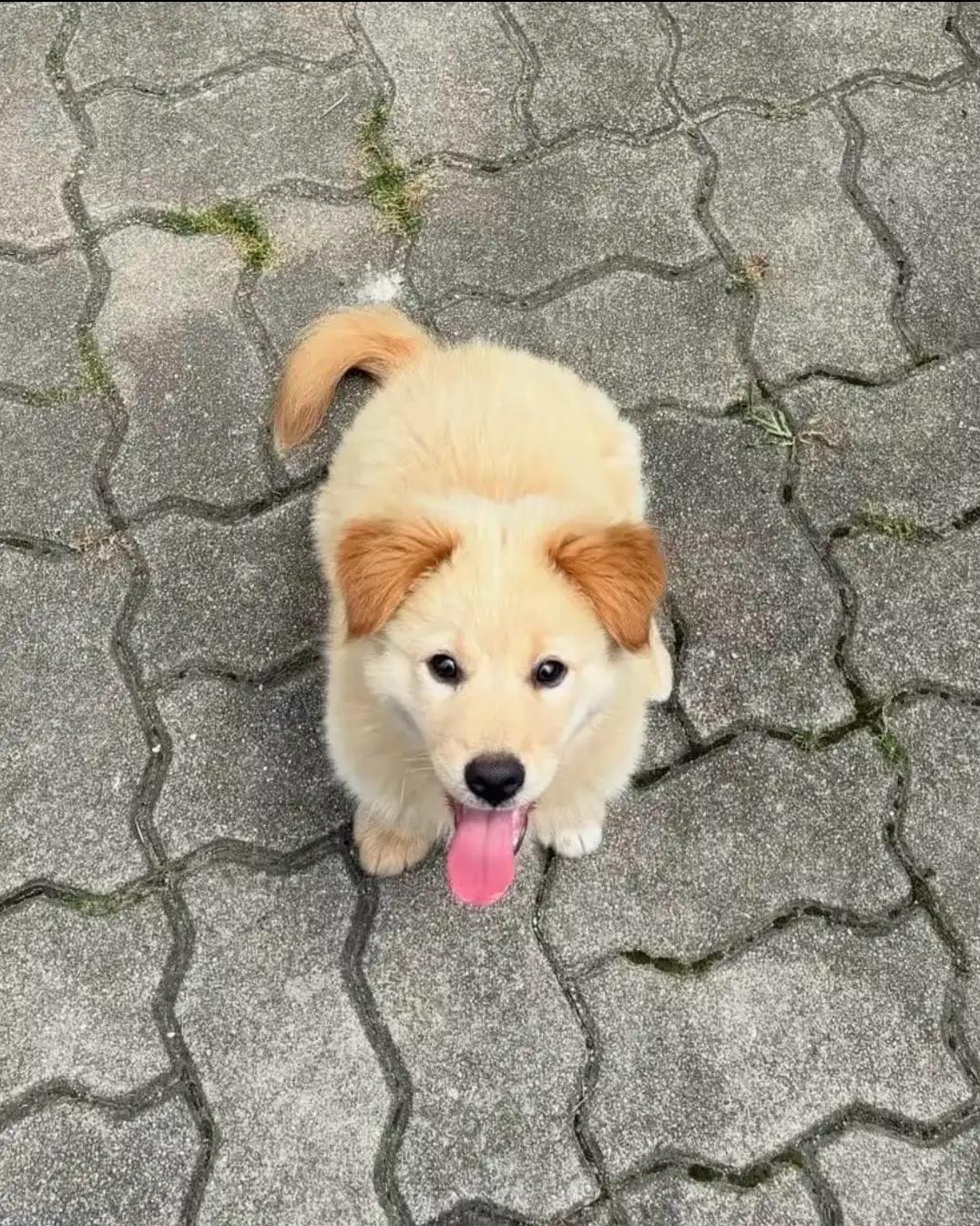 Tommy, Adoptable, Young Male Golden Retriever.