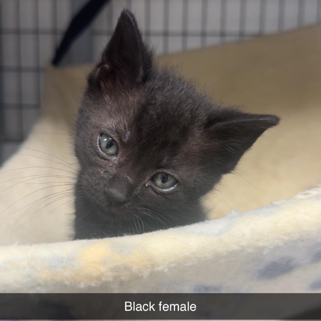 Kitten 2, Adoptable, Kitten Female Domestic Short Hair.