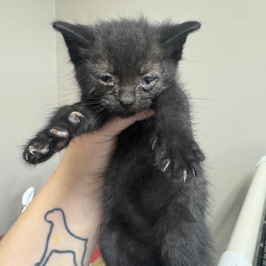 Kitten 2, a Adoptable Domestic Short Hair in Shelbyville, IL image 2/2