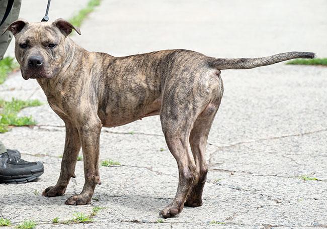 #134 Houdini, a Adoptable Pit Bull Terrier in New Haven, CT image 3/3