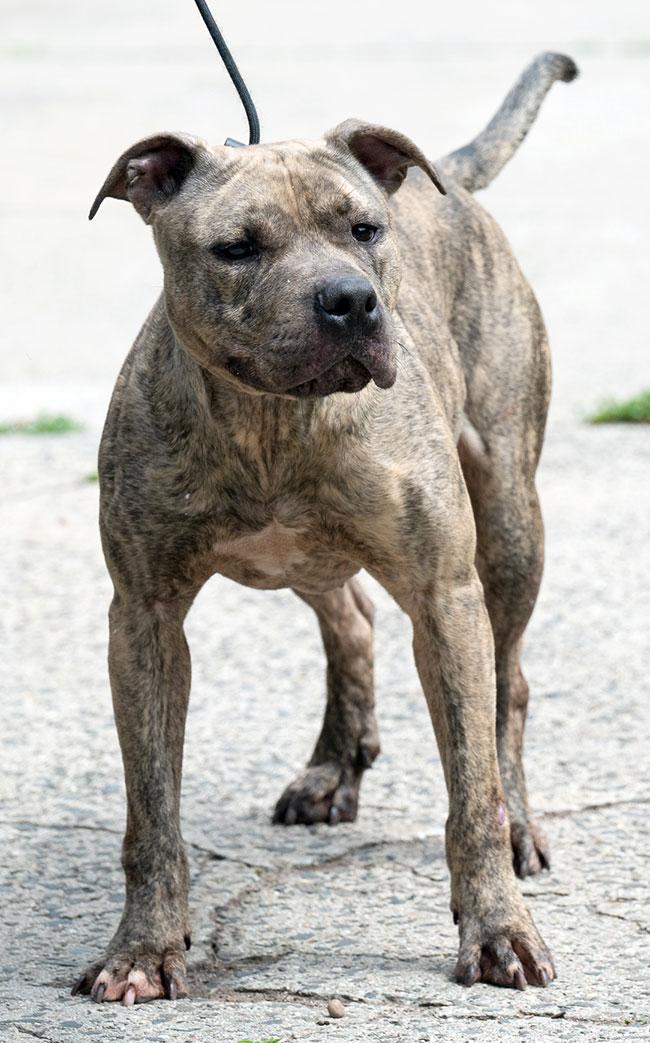 #134 Houdini, a Adoptable Pit Bull Terrier in New Haven, CT image 2/3