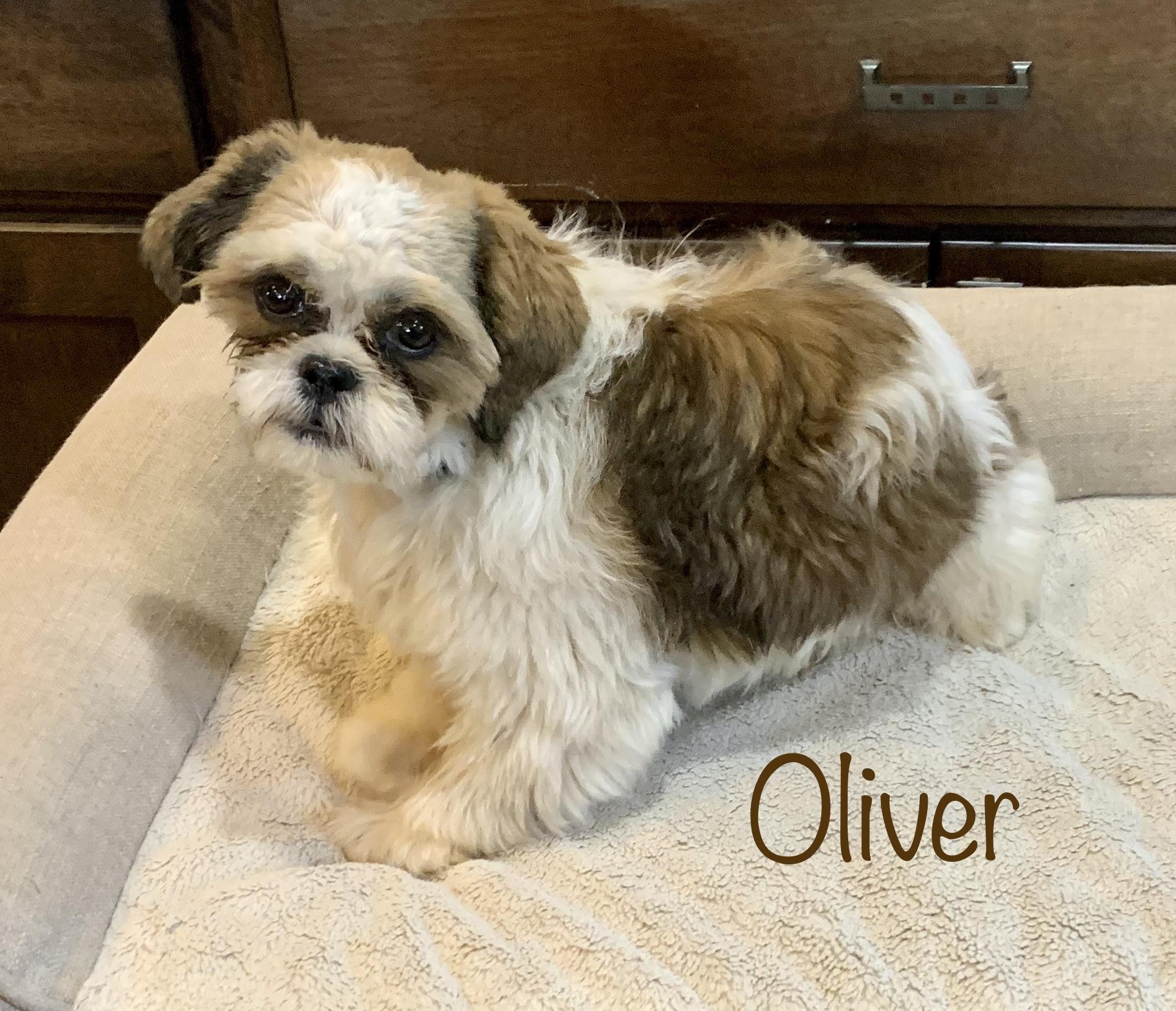 Oliver * IA